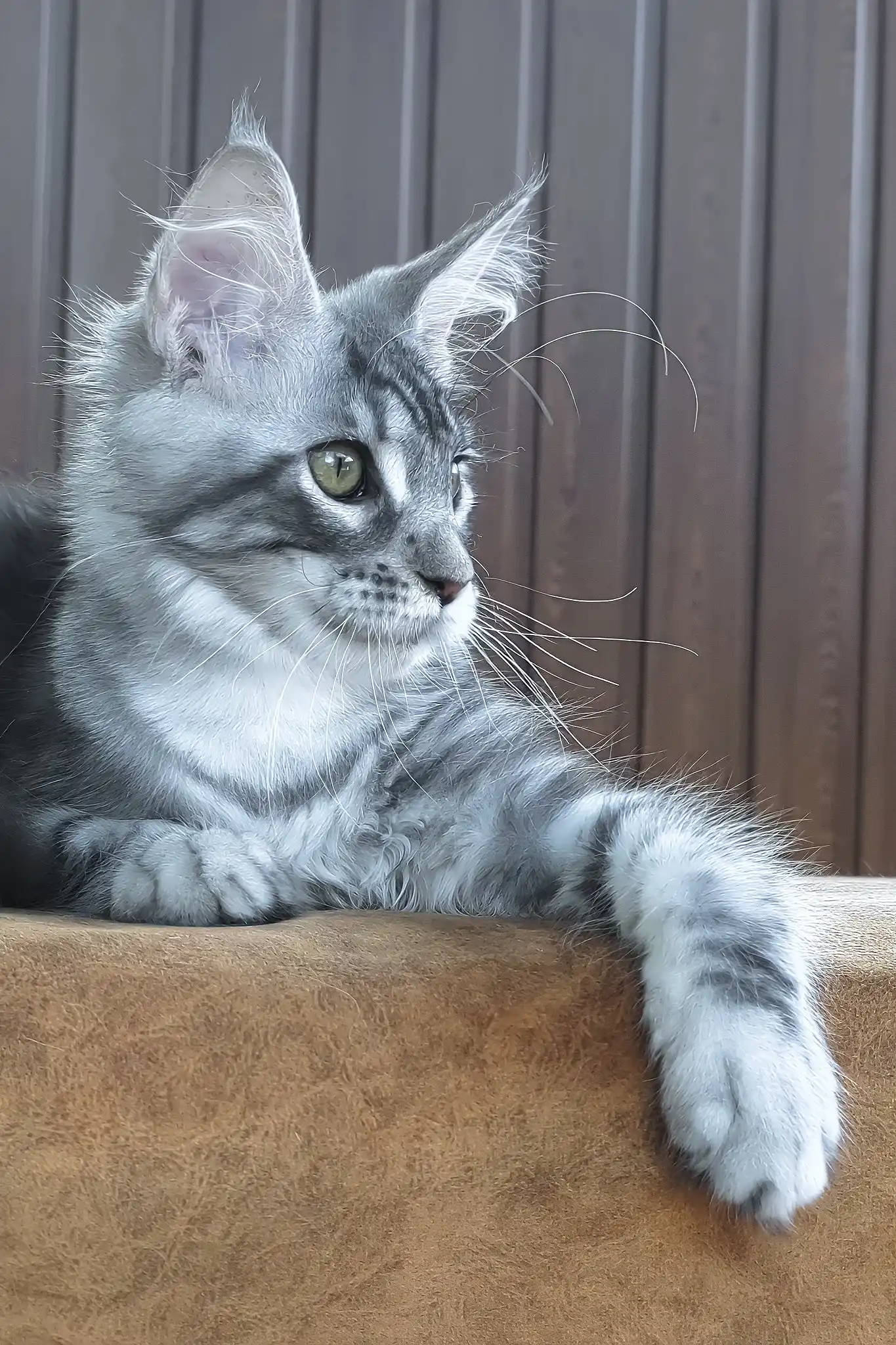 Urania | Maine Coon Kitten - Image 4