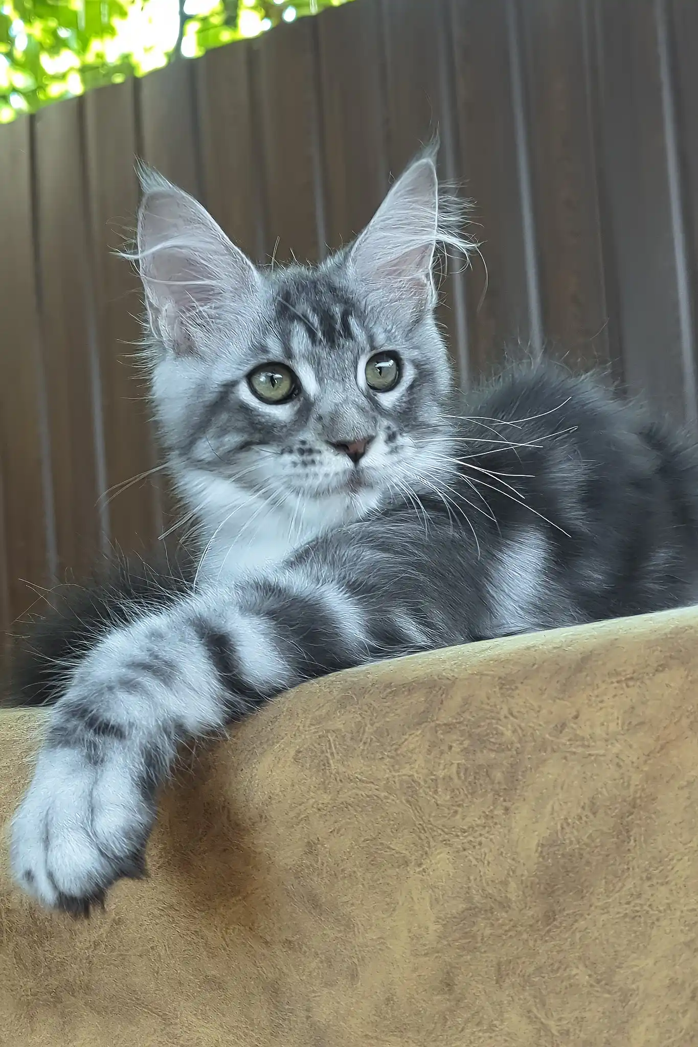 Urania | Maine Coon Kitten - Image 6