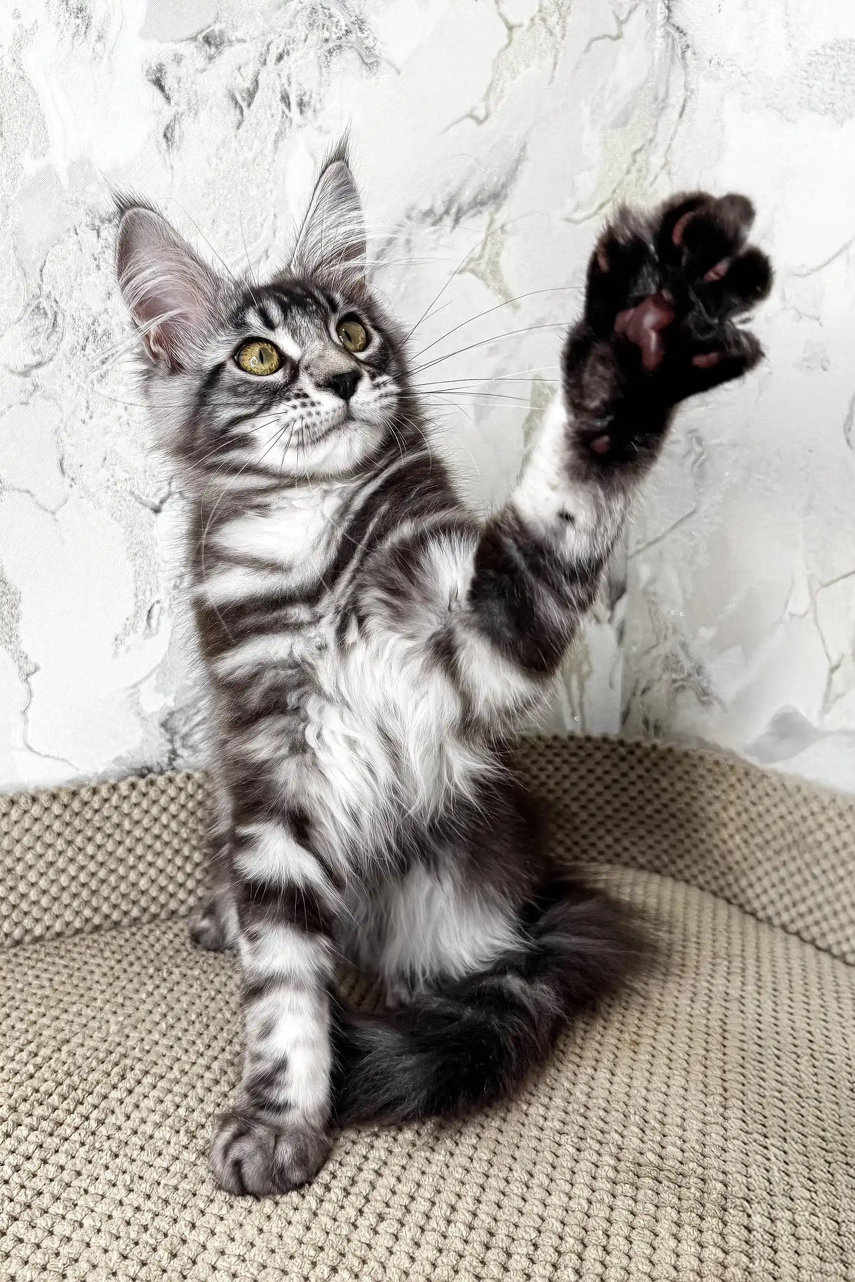 Ursula | Maine Coon Kitten - Image 2