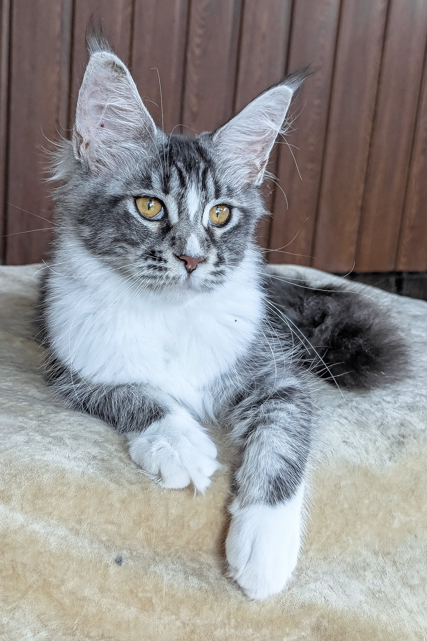 Uslada | Maine Coon Kitten - Image 11