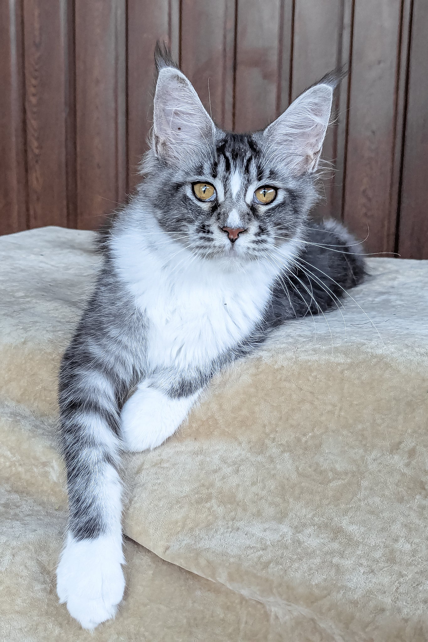 Uslada | Maine Coon Kitten - Image 3