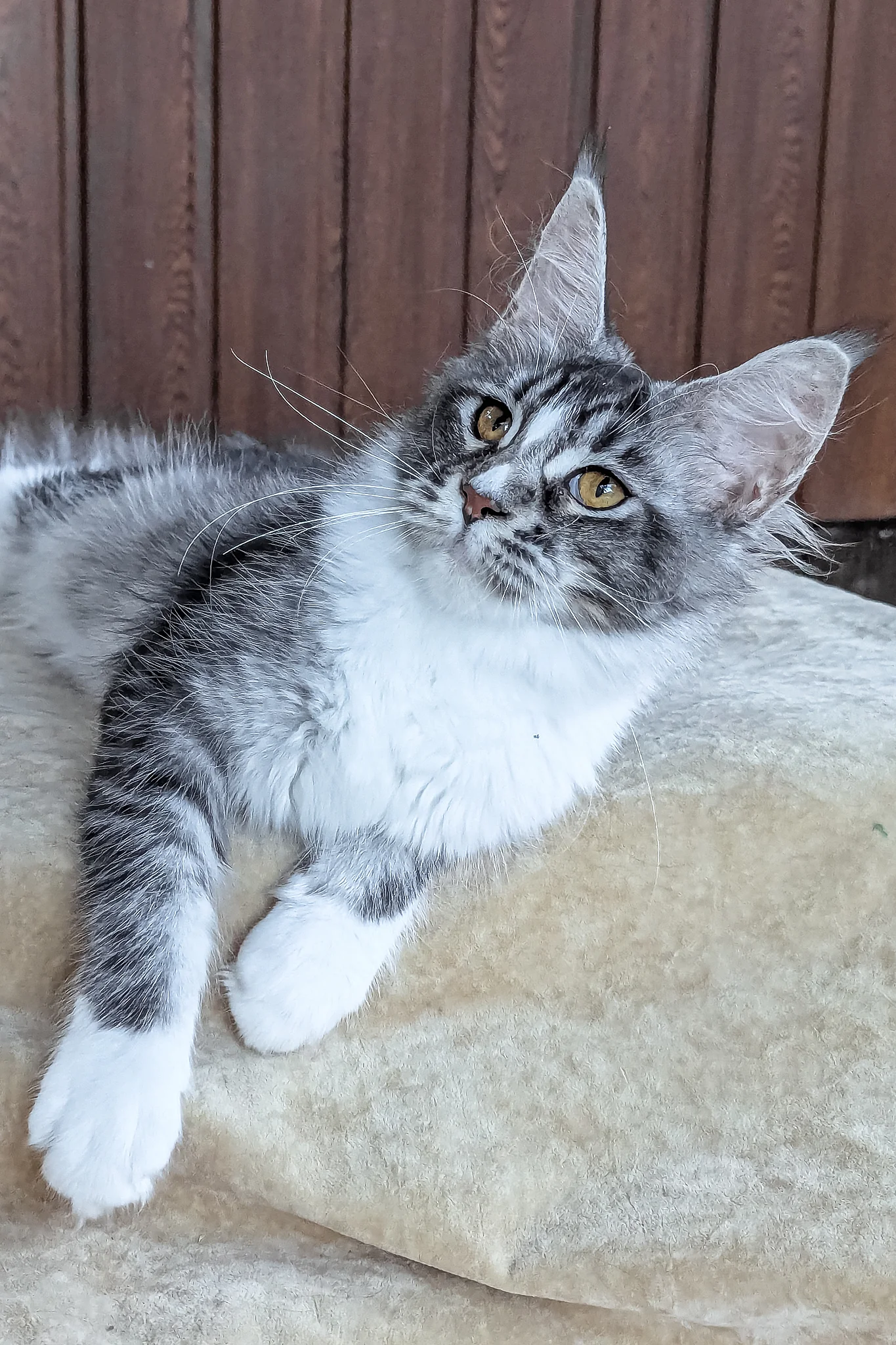 Uslada | Maine Coon Kitten - Image 4
