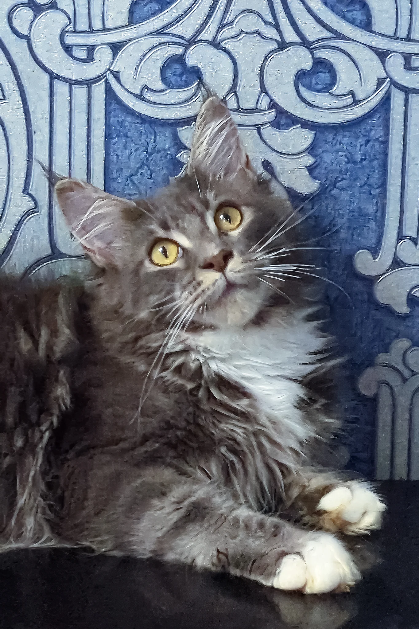 Valeria | Maine Coon Kitten - Image 3