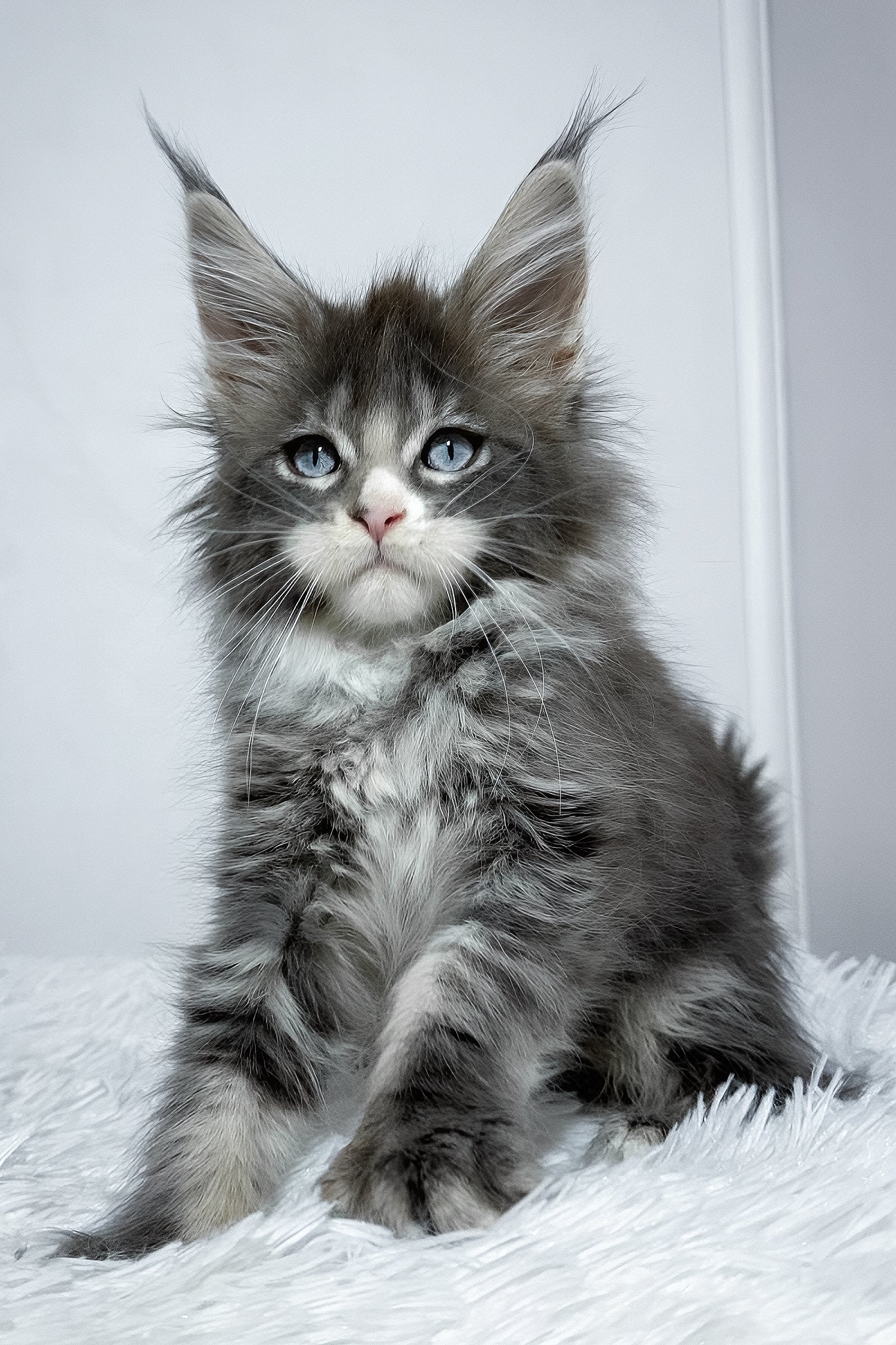 Vanella | Maine Coon Kitten - Image 2