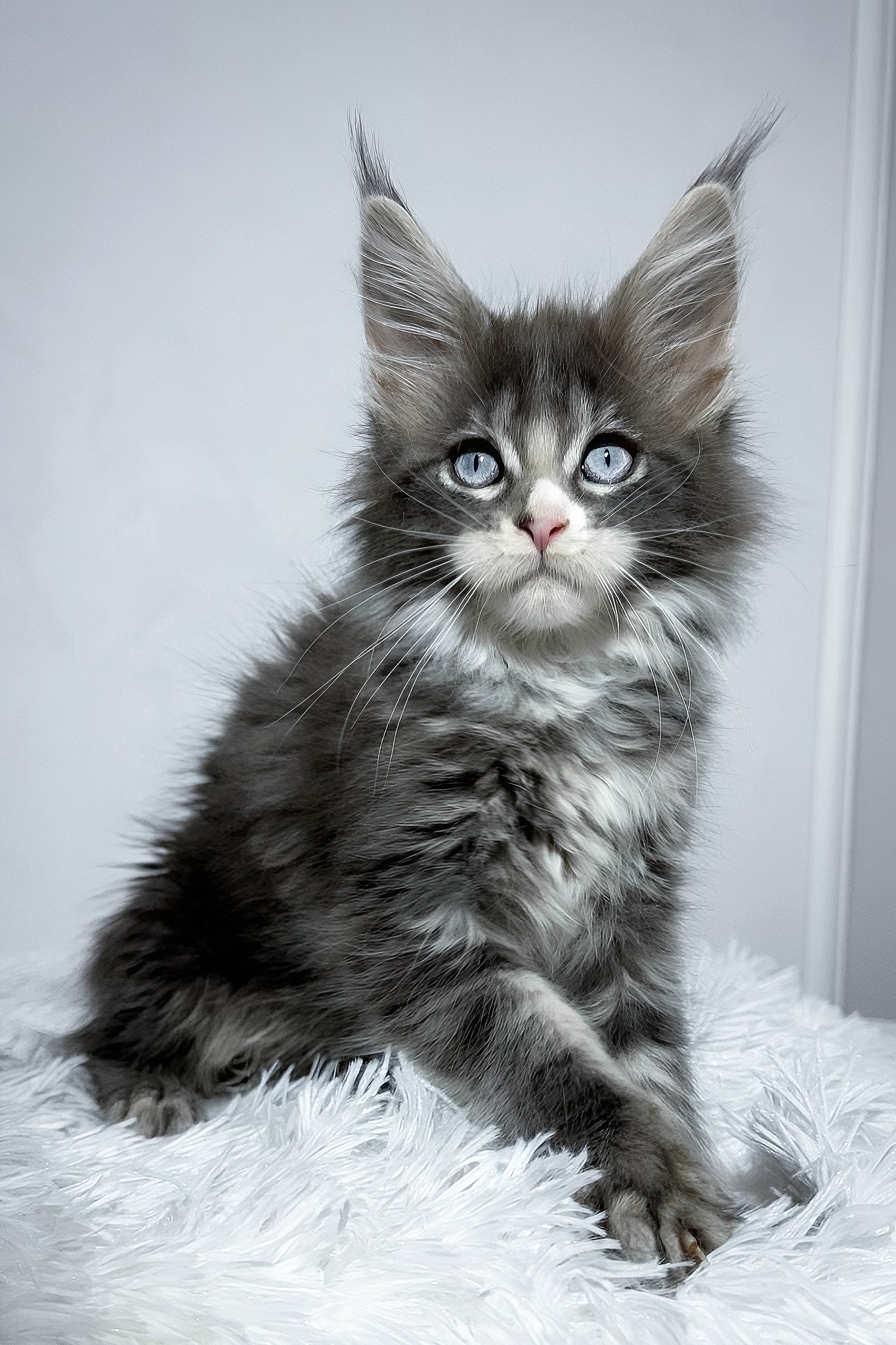Vanella | Maine Coon Kitten - Image 6