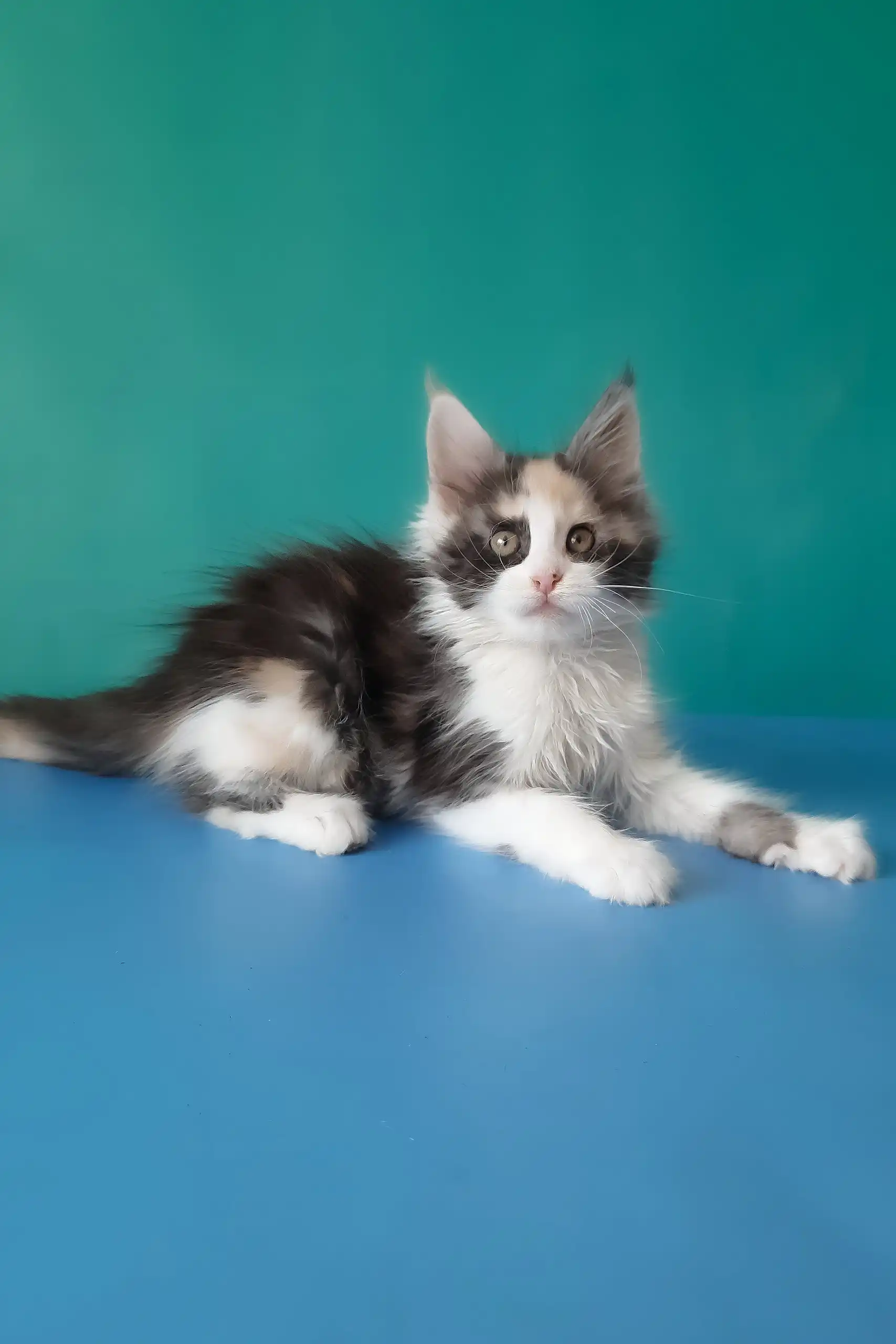 Vanessa | Maine Coon Kitten - Image 4