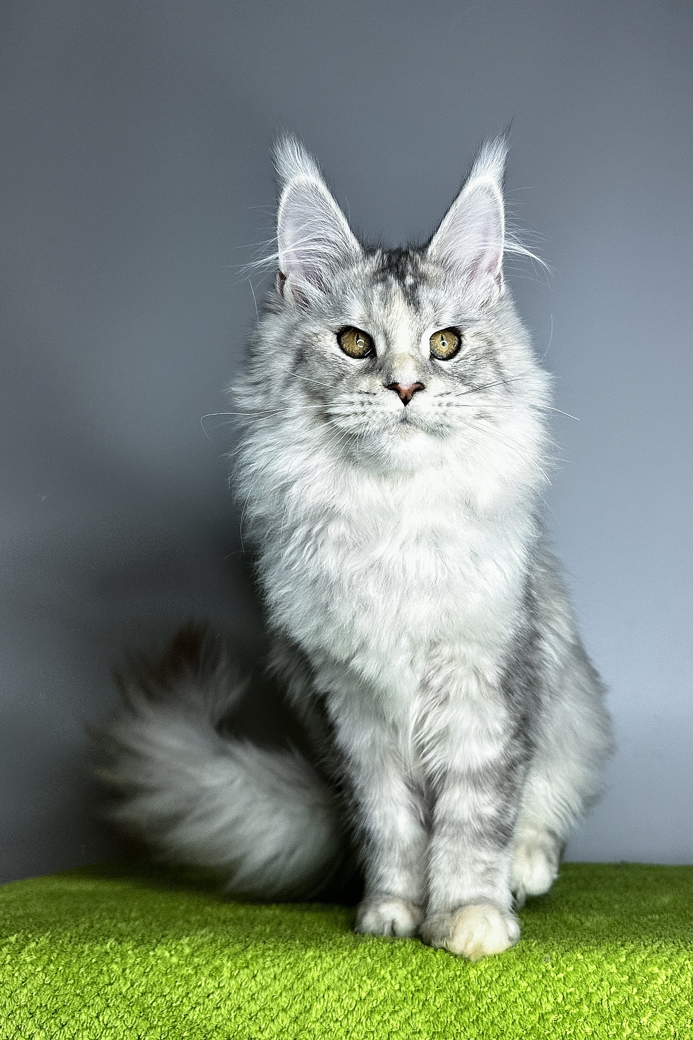 Vanilla | Maine Coon Kitten - Image 4