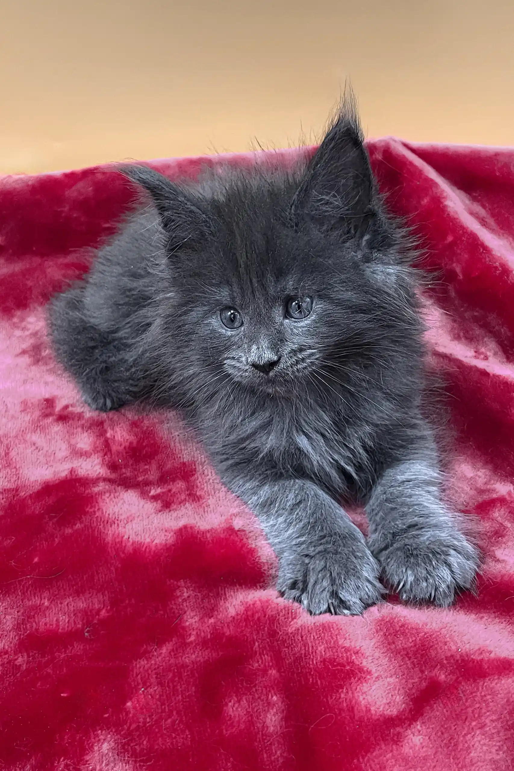 Vassa | Maine Coon Kitten - Image 4