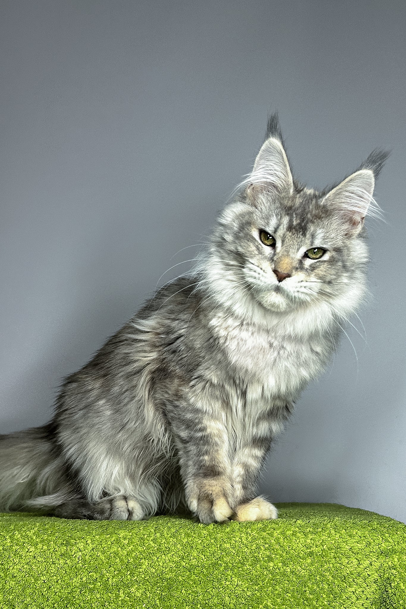 Veda | Maine Coon Kitten - Image 5