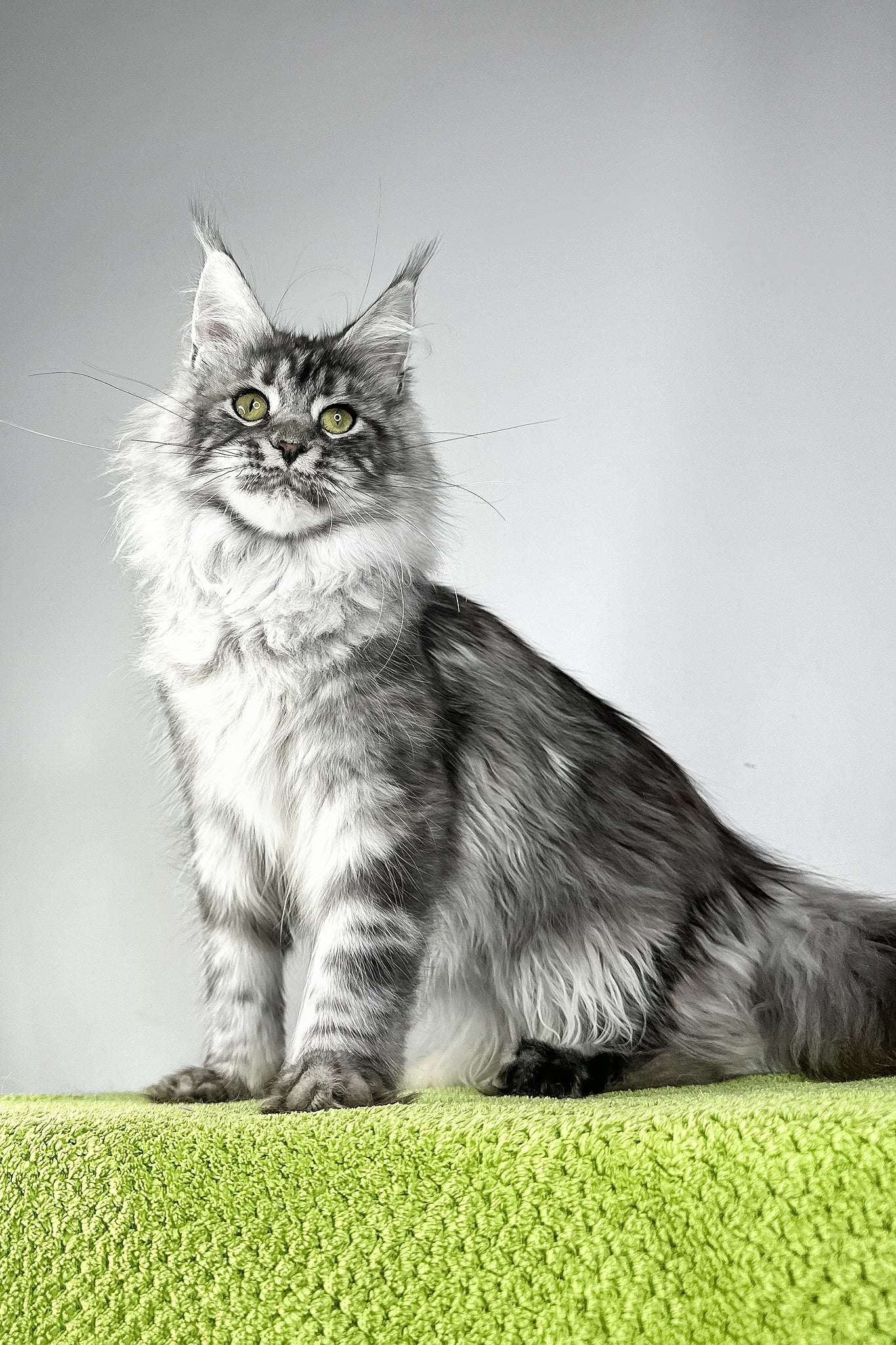Vera | Maine Coon Kitten - Image 2