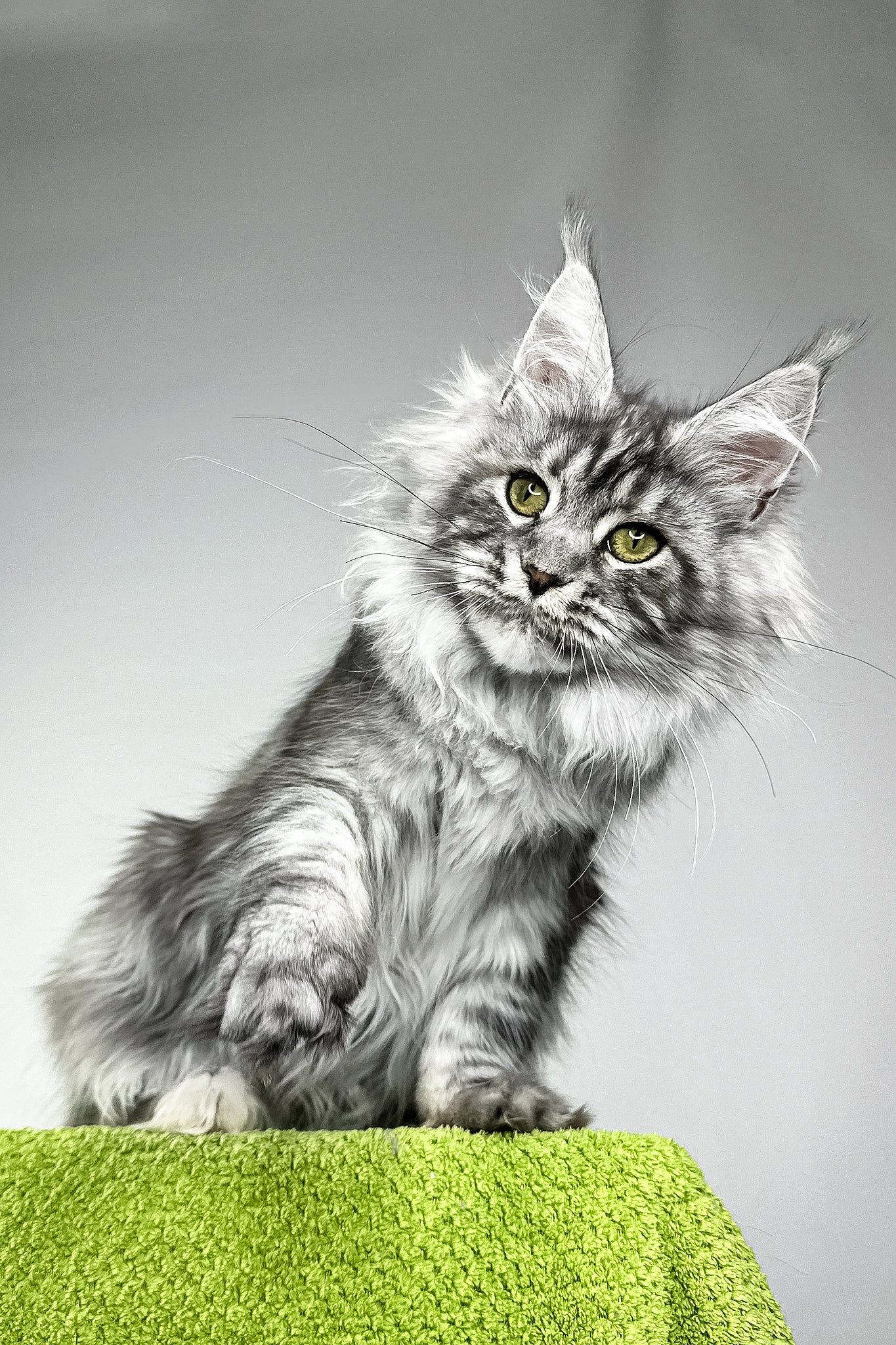 Vera | Maine Coon Kitten - Image 6