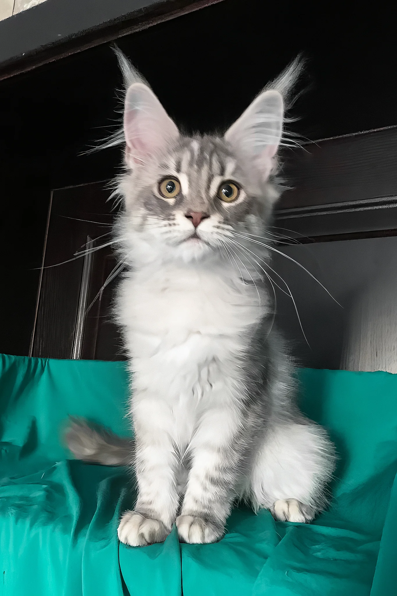 Verona | Maine Coon Kitten