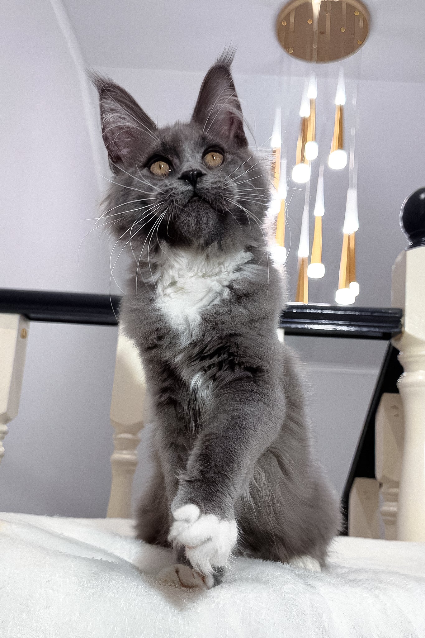 Vesna | Maine Coon Kitten - Image 5