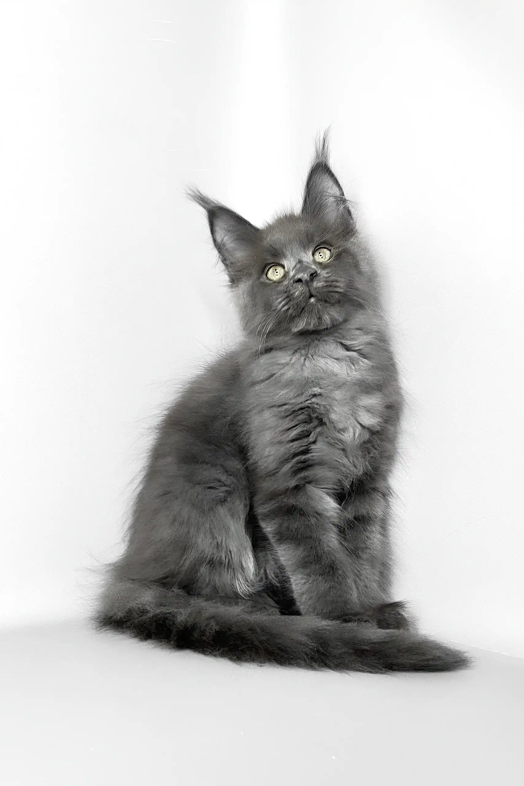 Vesta | Maine Coon Kitten - Image 4
