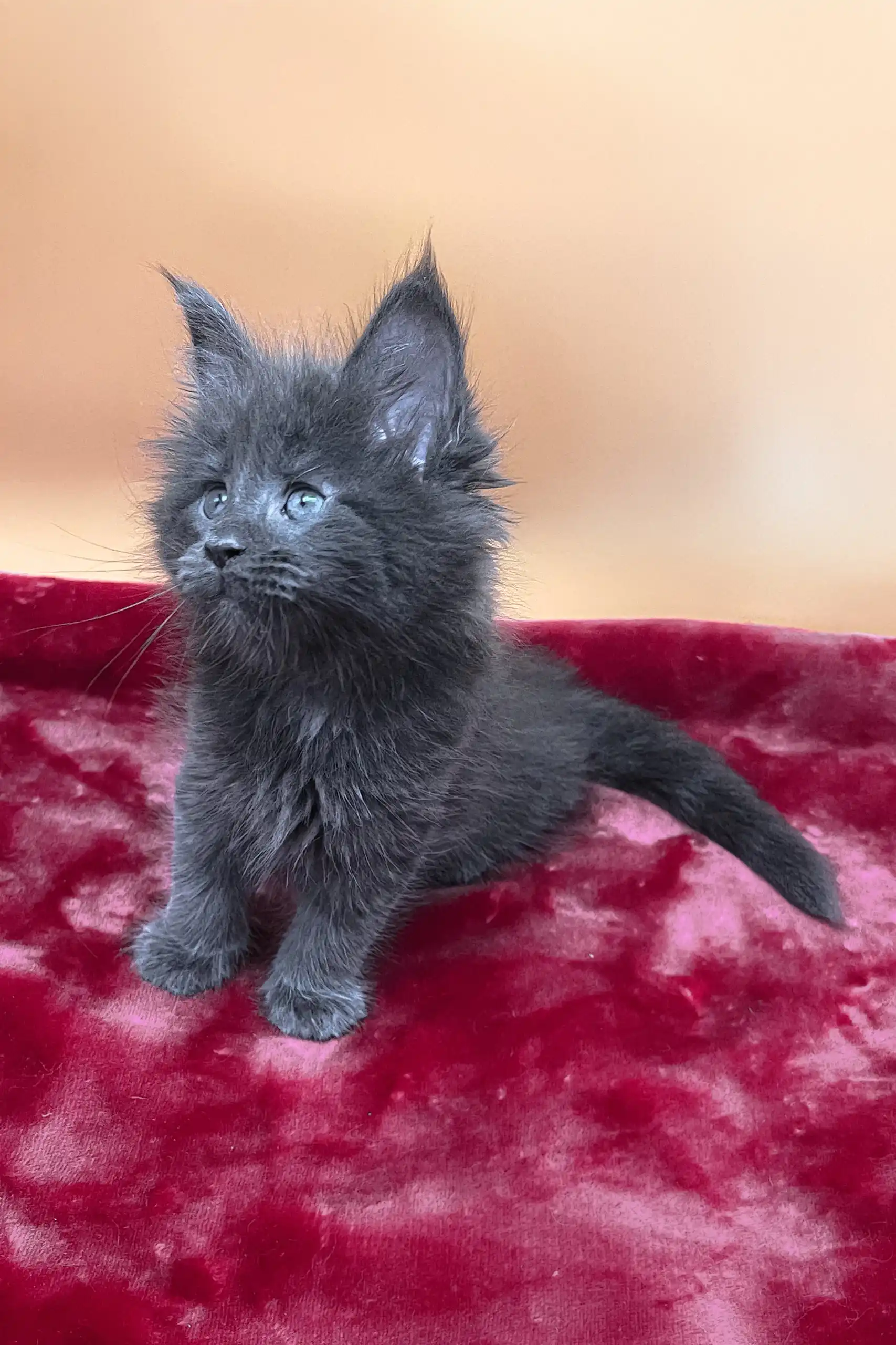 Victoria | Maine Coon Kitten - Image 4