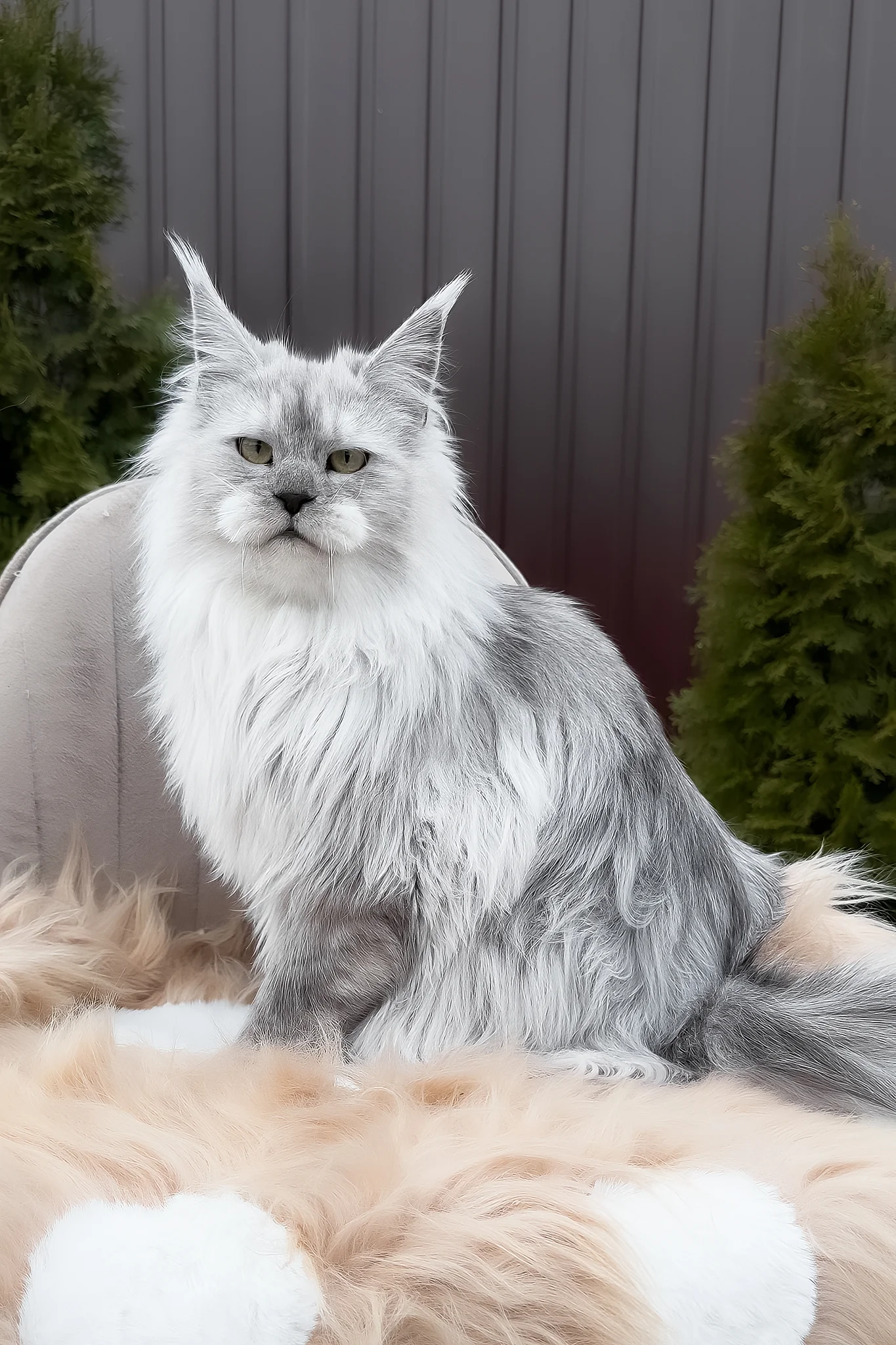 Vincent | Maine Coon Kitten - Image 5