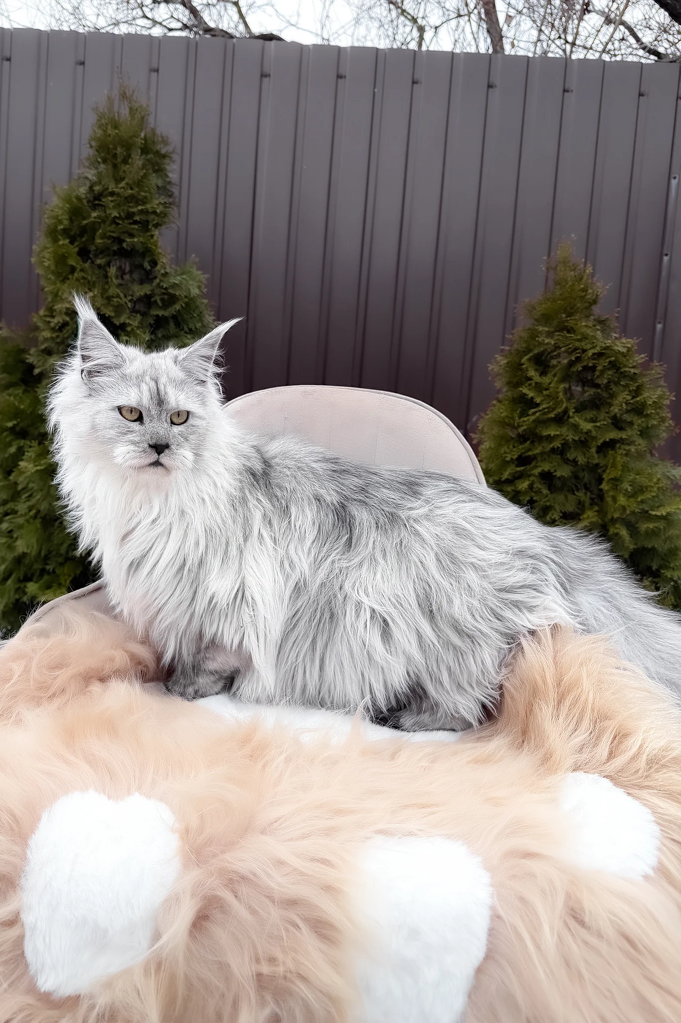 Vincent | Maine Coon Kitten - Image 7