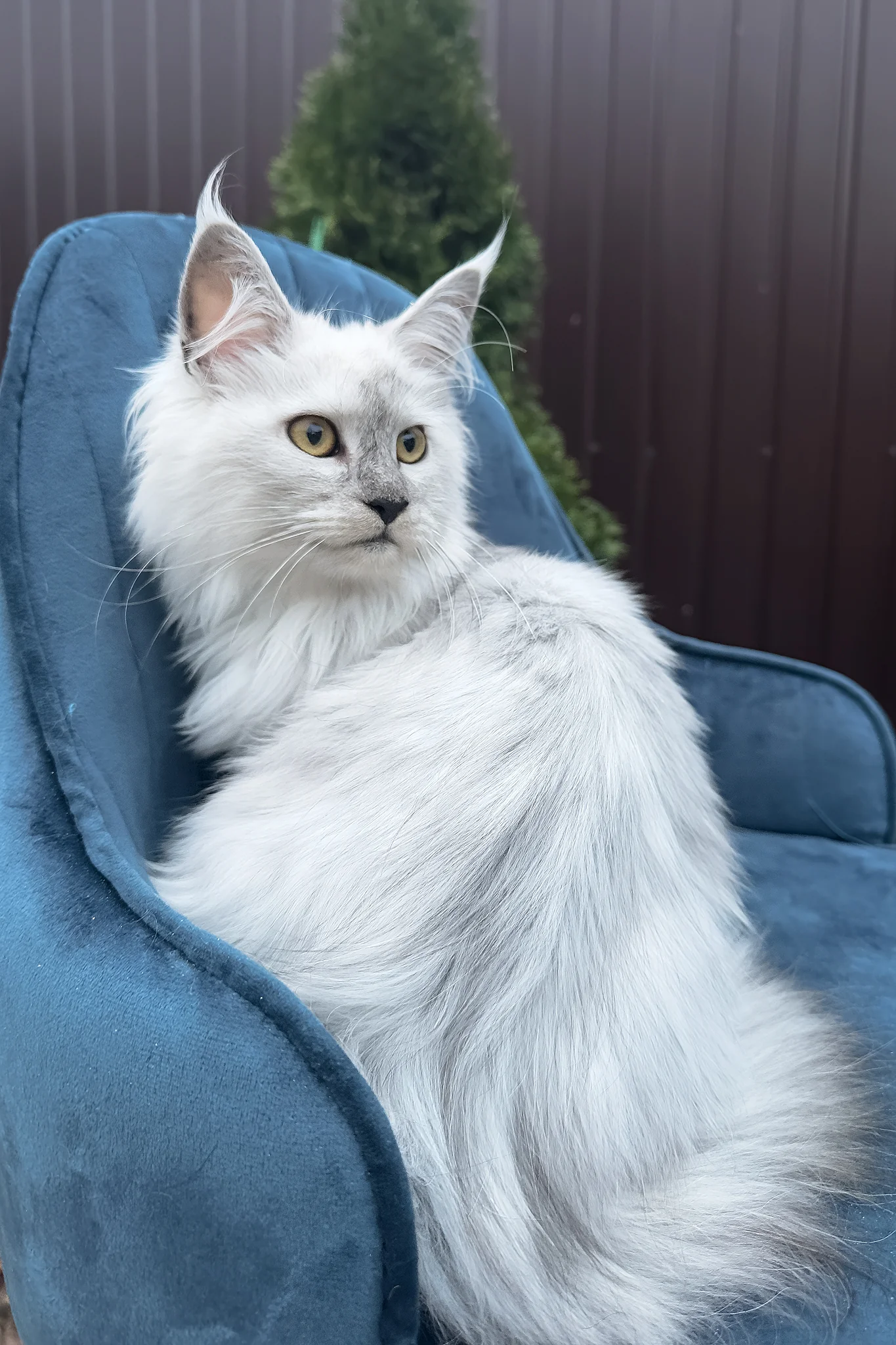 Violy | Maine Coon Kitten - Image 3