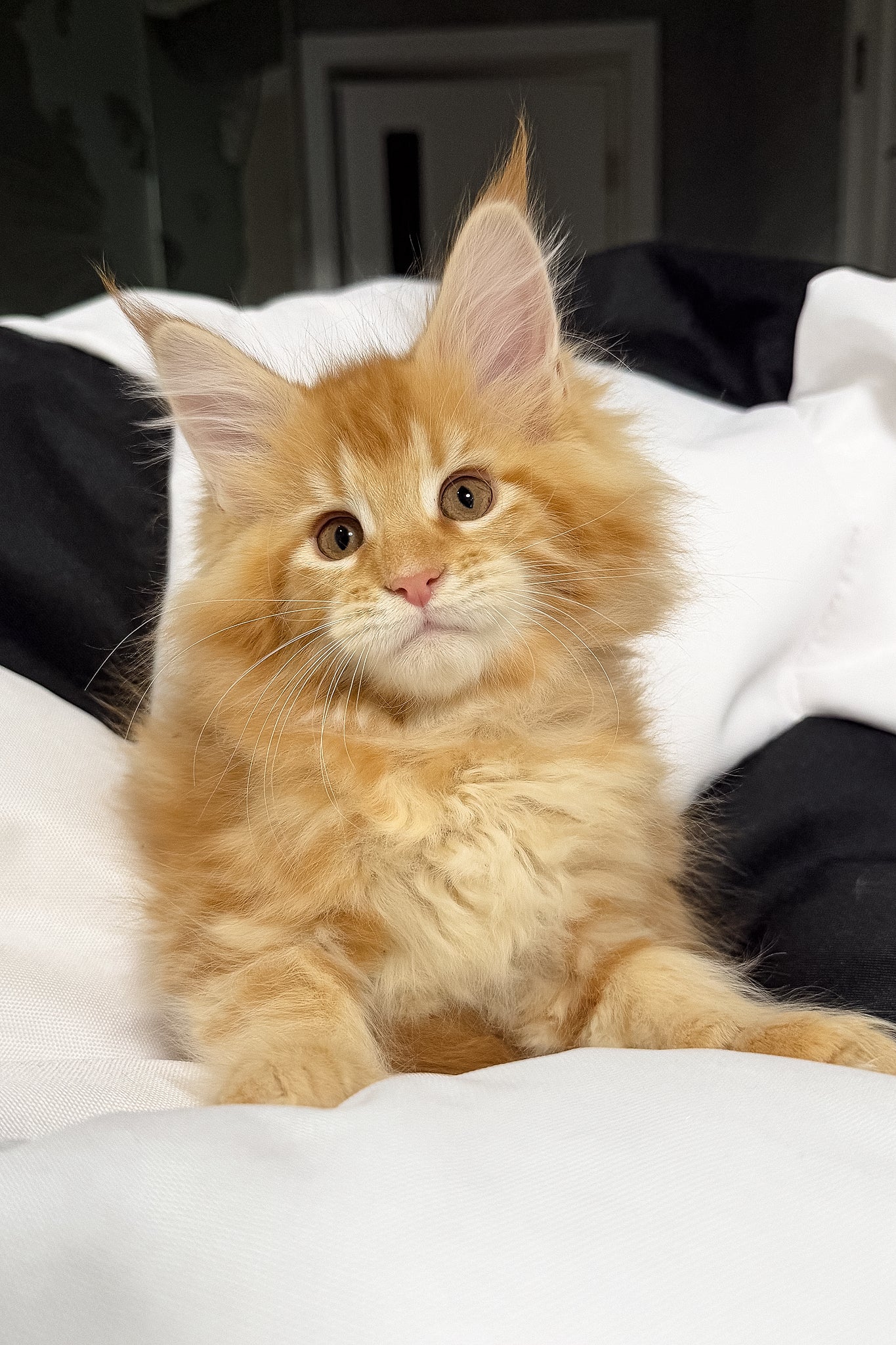 Vivian | Maine Coon Kitten - Image 3