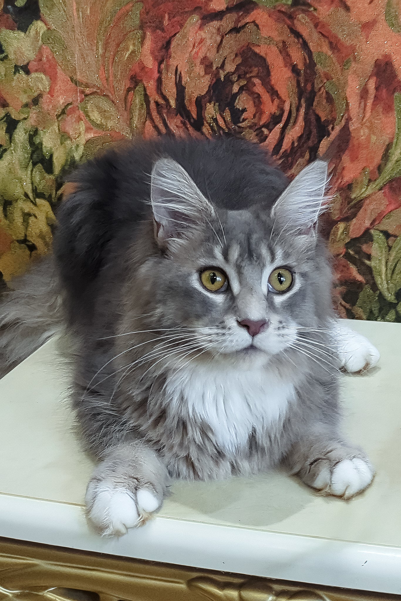 Vivien | Maine Coon Kitten - Image 2