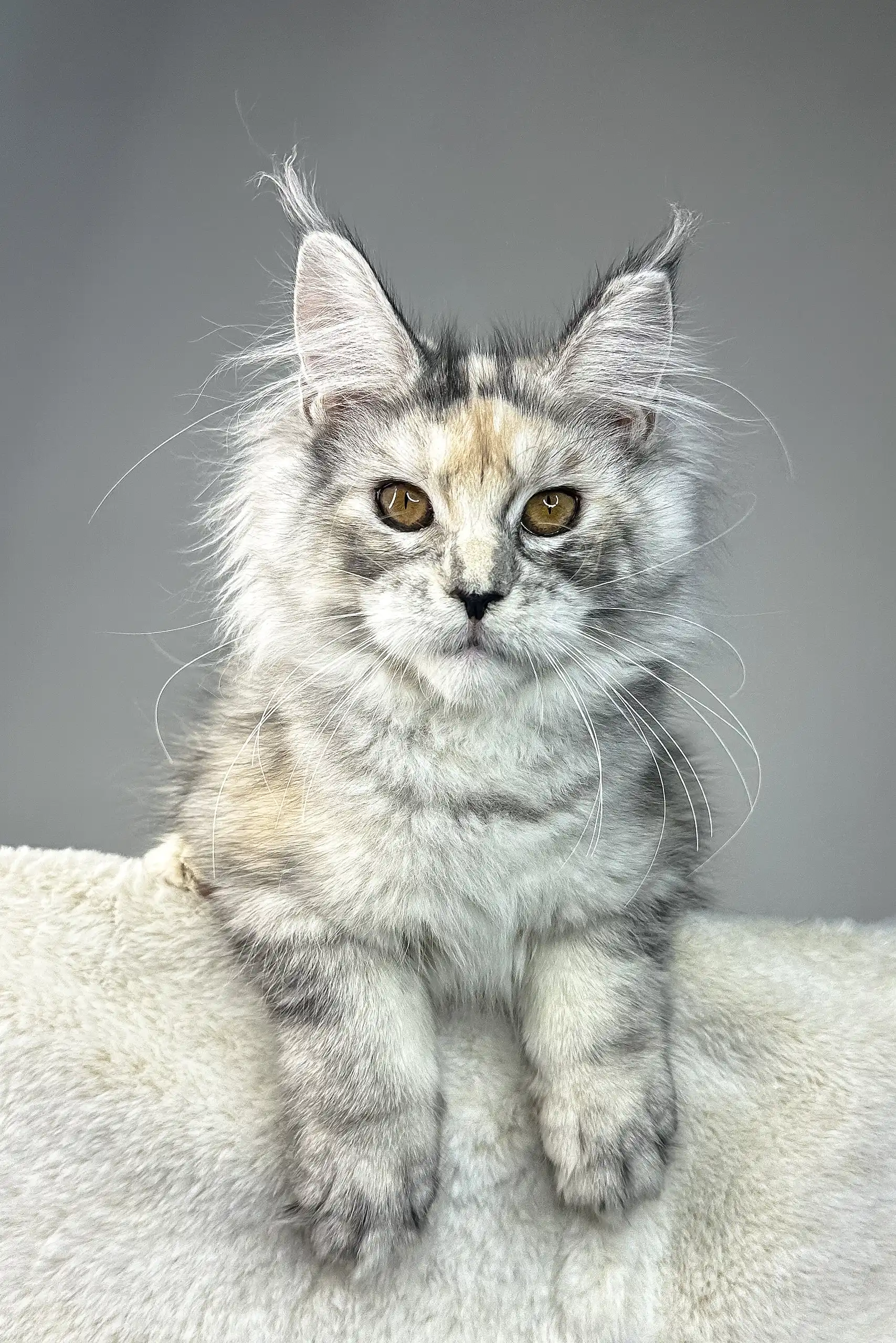 Waterlily | Maine Coon Kitten - Image 5
