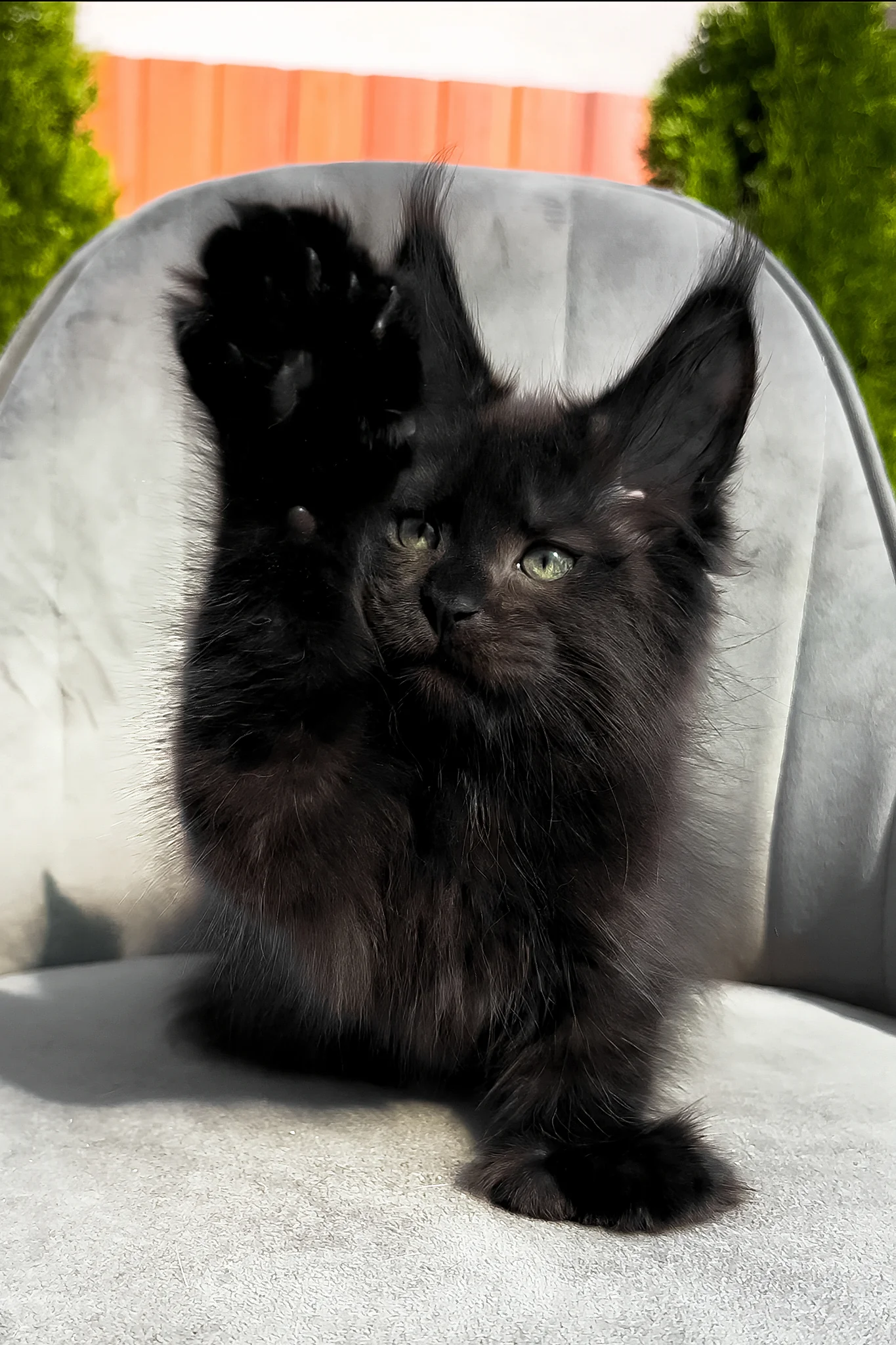 Wendy | Polydactyl Maine Coon Kitten - Image 6