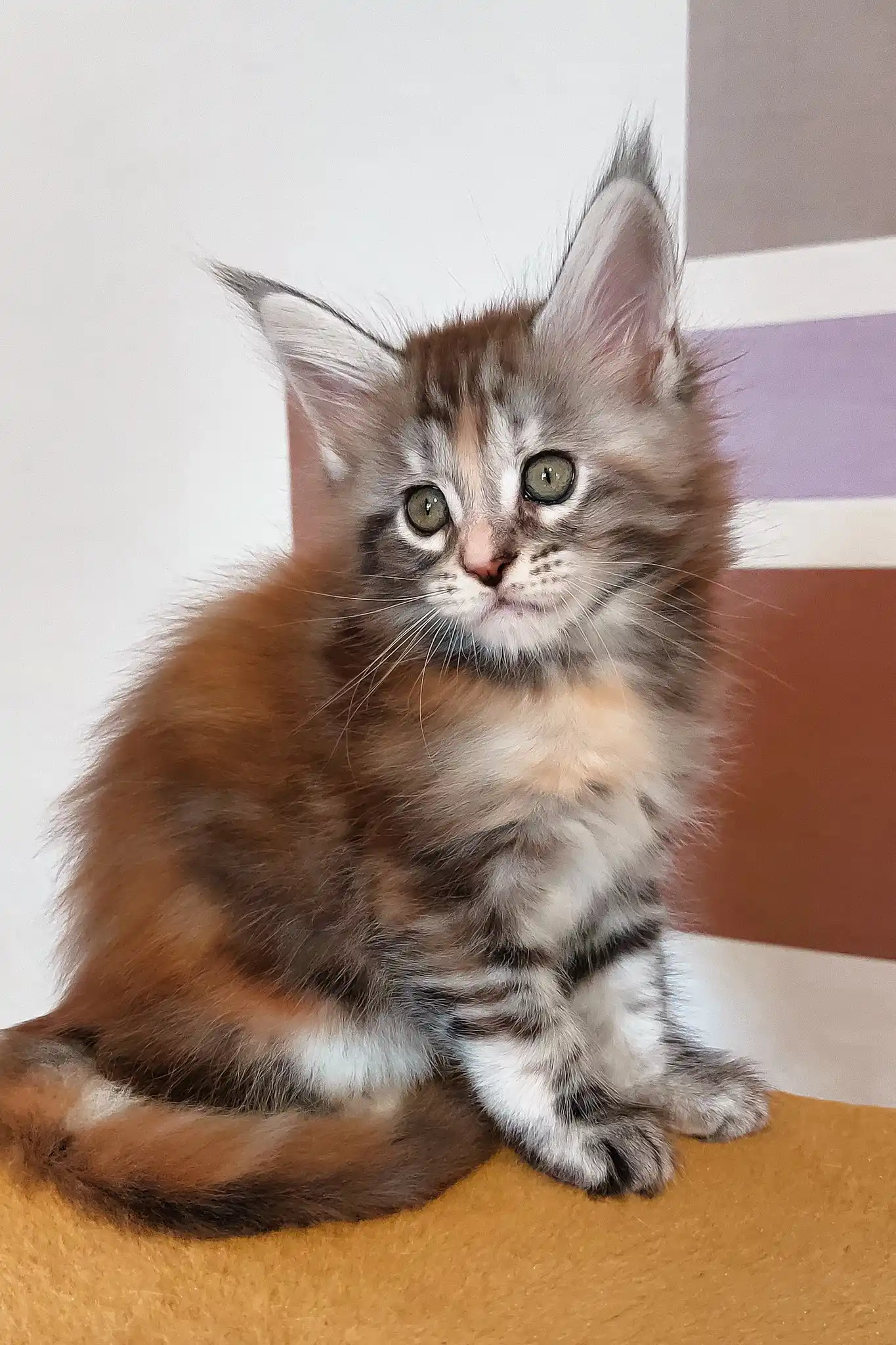 Whimsy | Maine Coon Kitten - Image 3