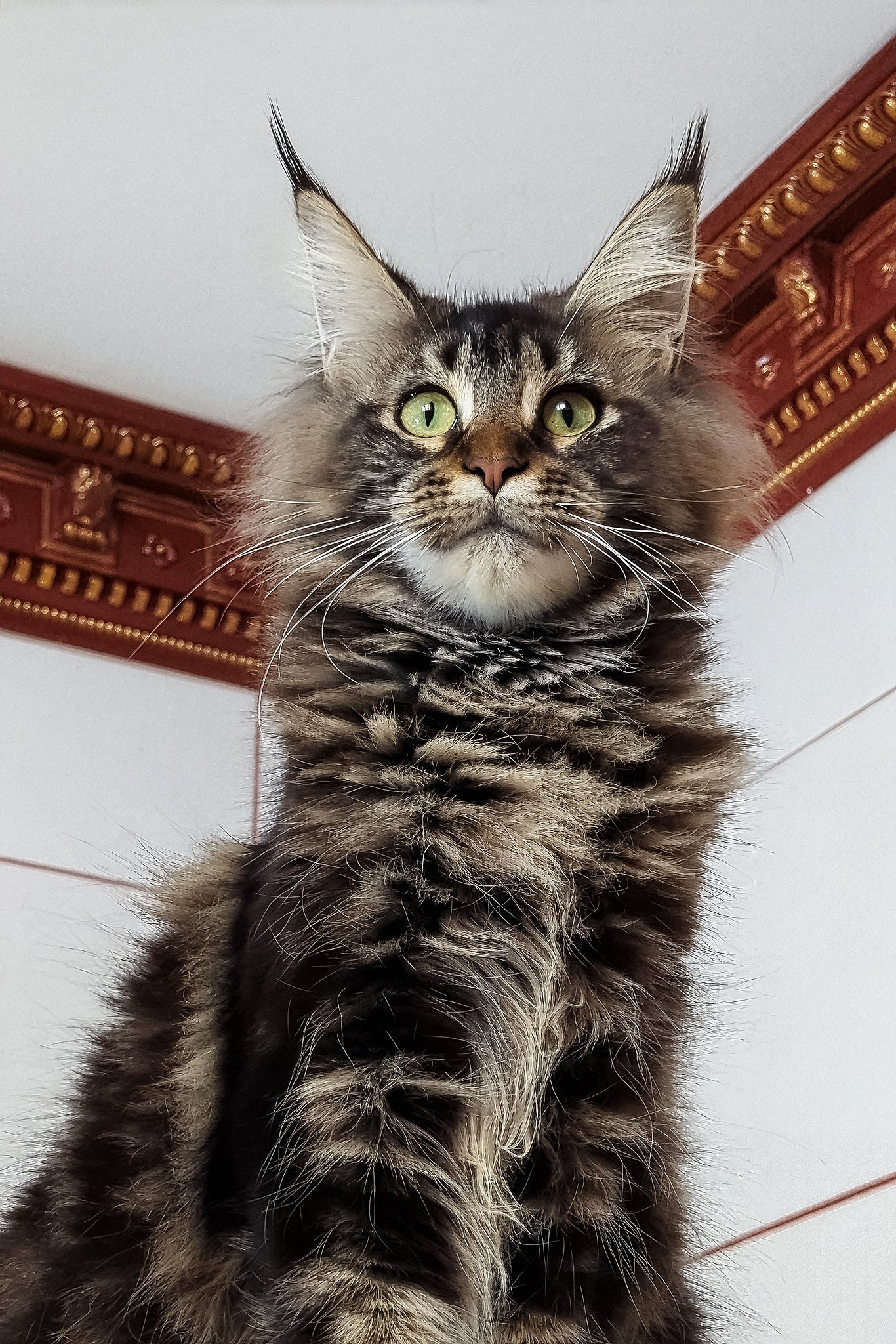Xanti | Maine Coon Kitten - Image 2