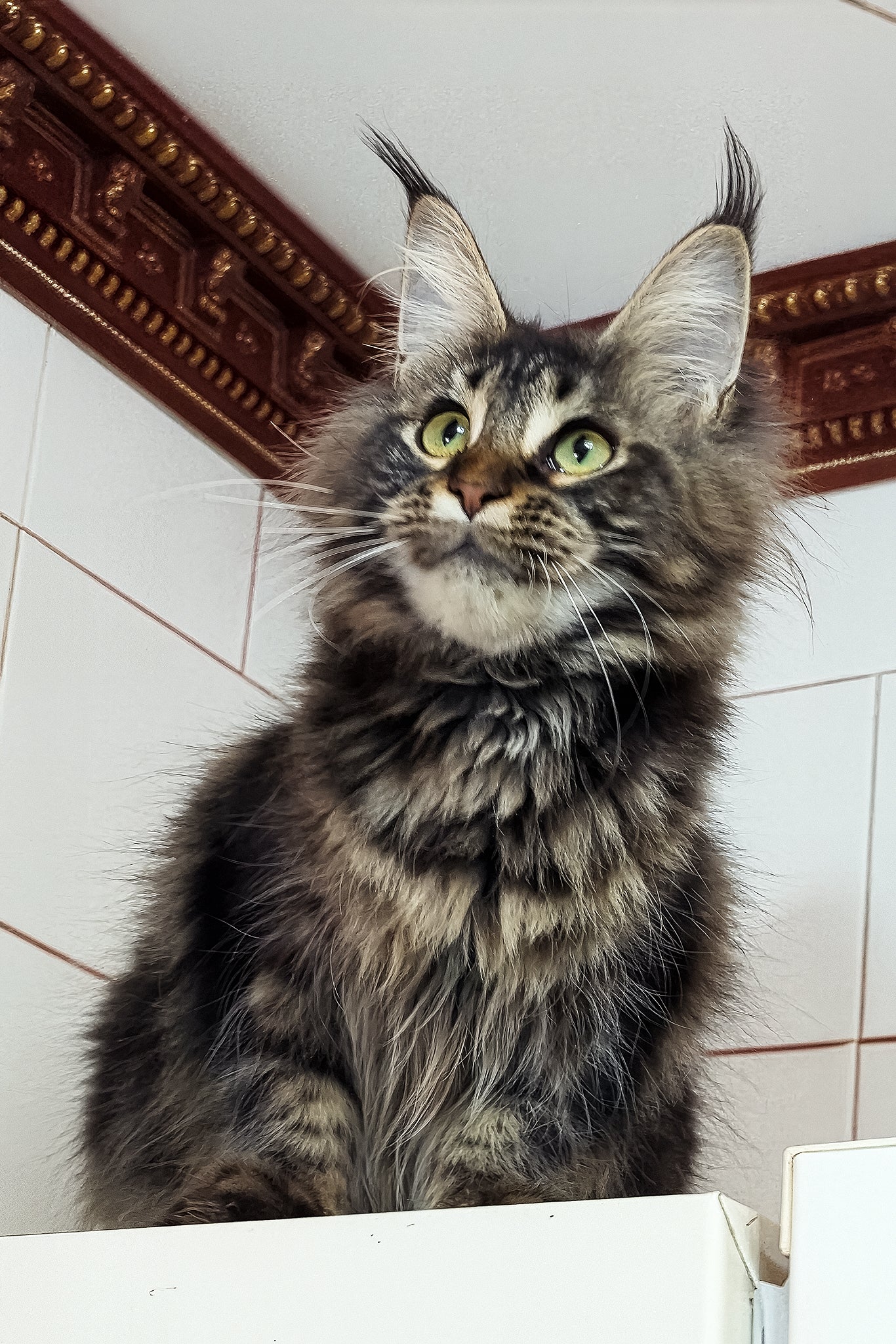 Xanti | Maine Coon Kitten - Image 4