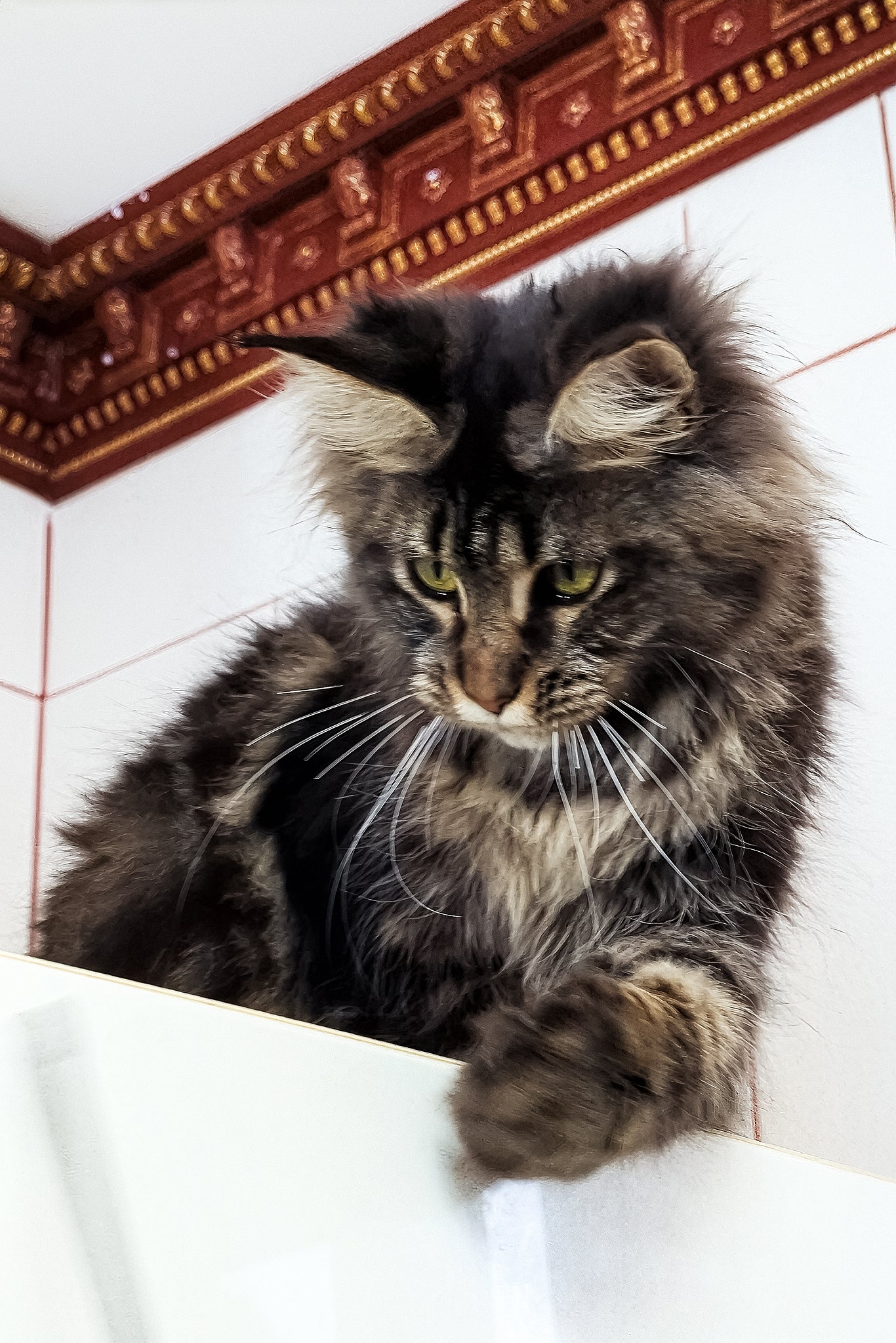 Xanti | Maine Coon Kitten - Image 5