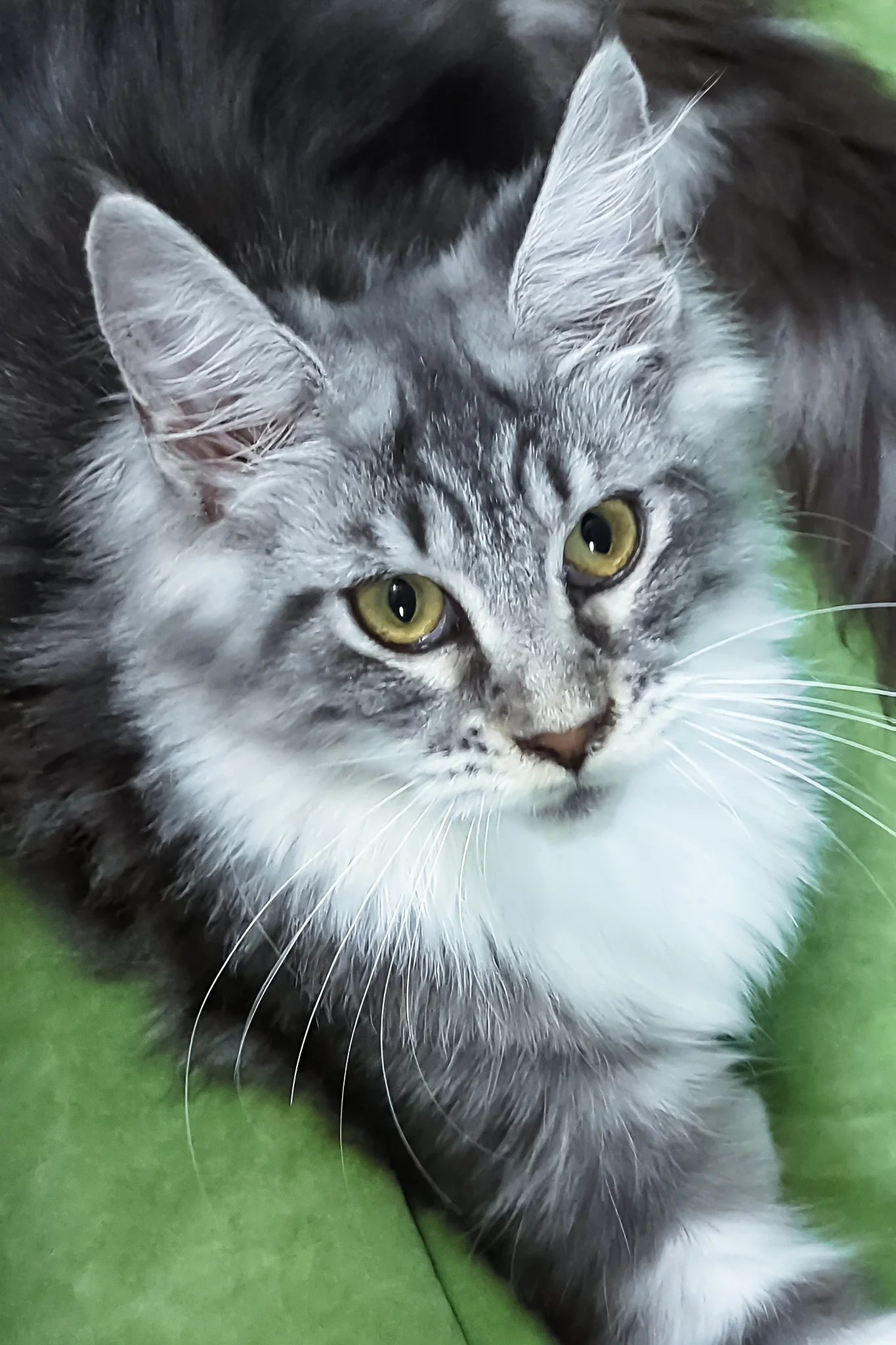 Xantum | Maine Coon Kitten - Image 3