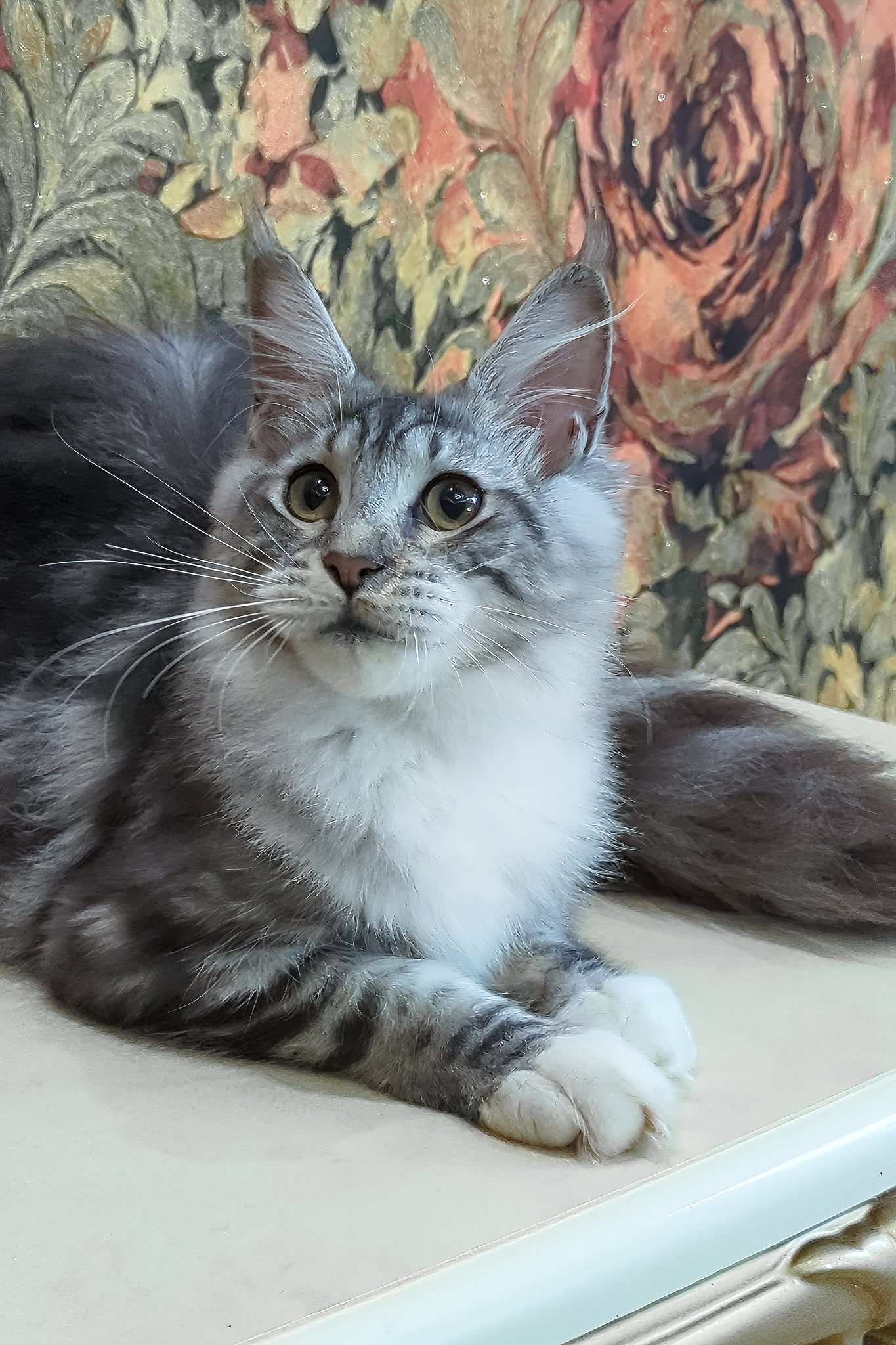 Xena | Maine Coon Kitten - Image 7