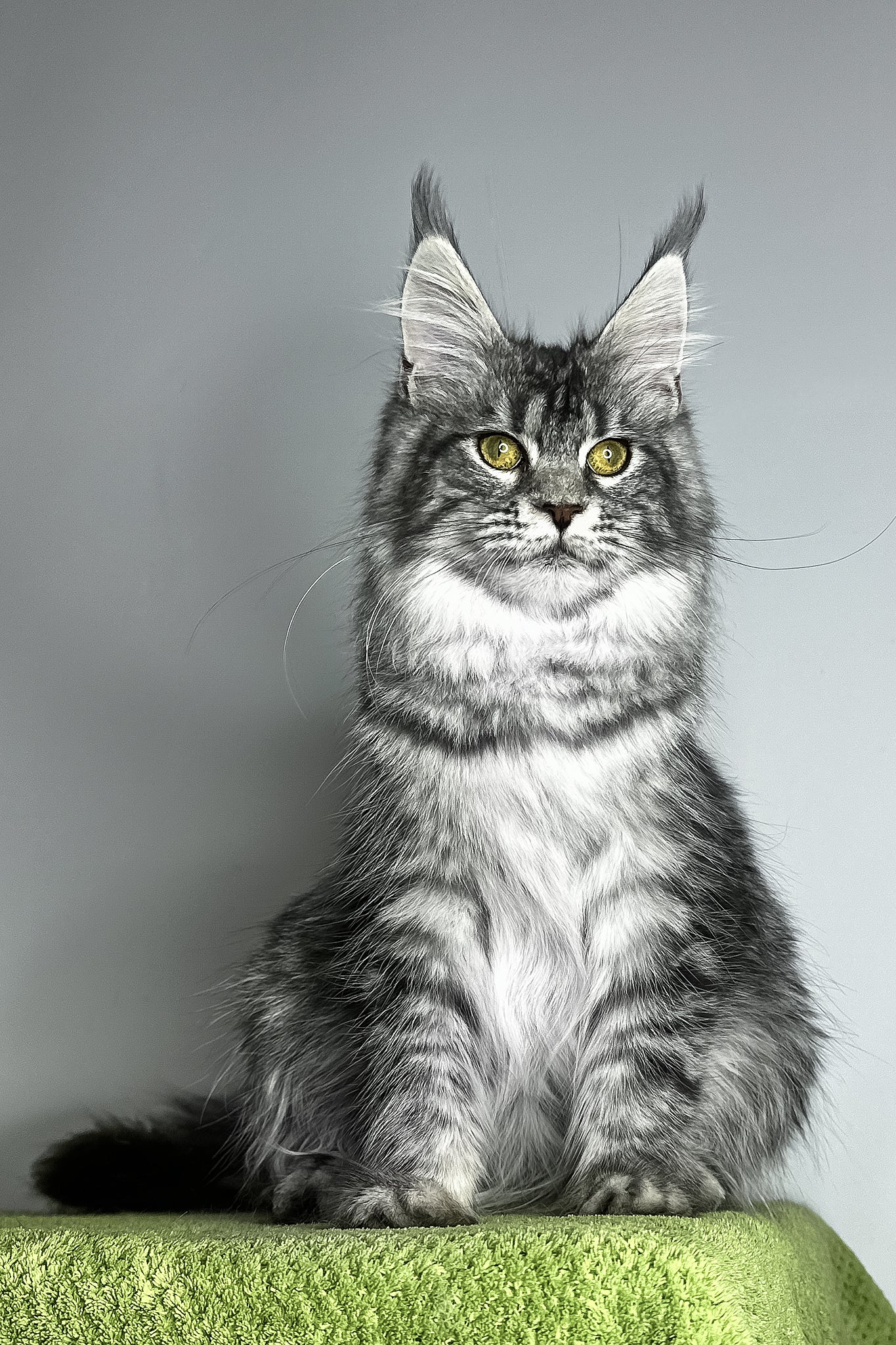 Xiola | Maine Coon Kitten - Image 2