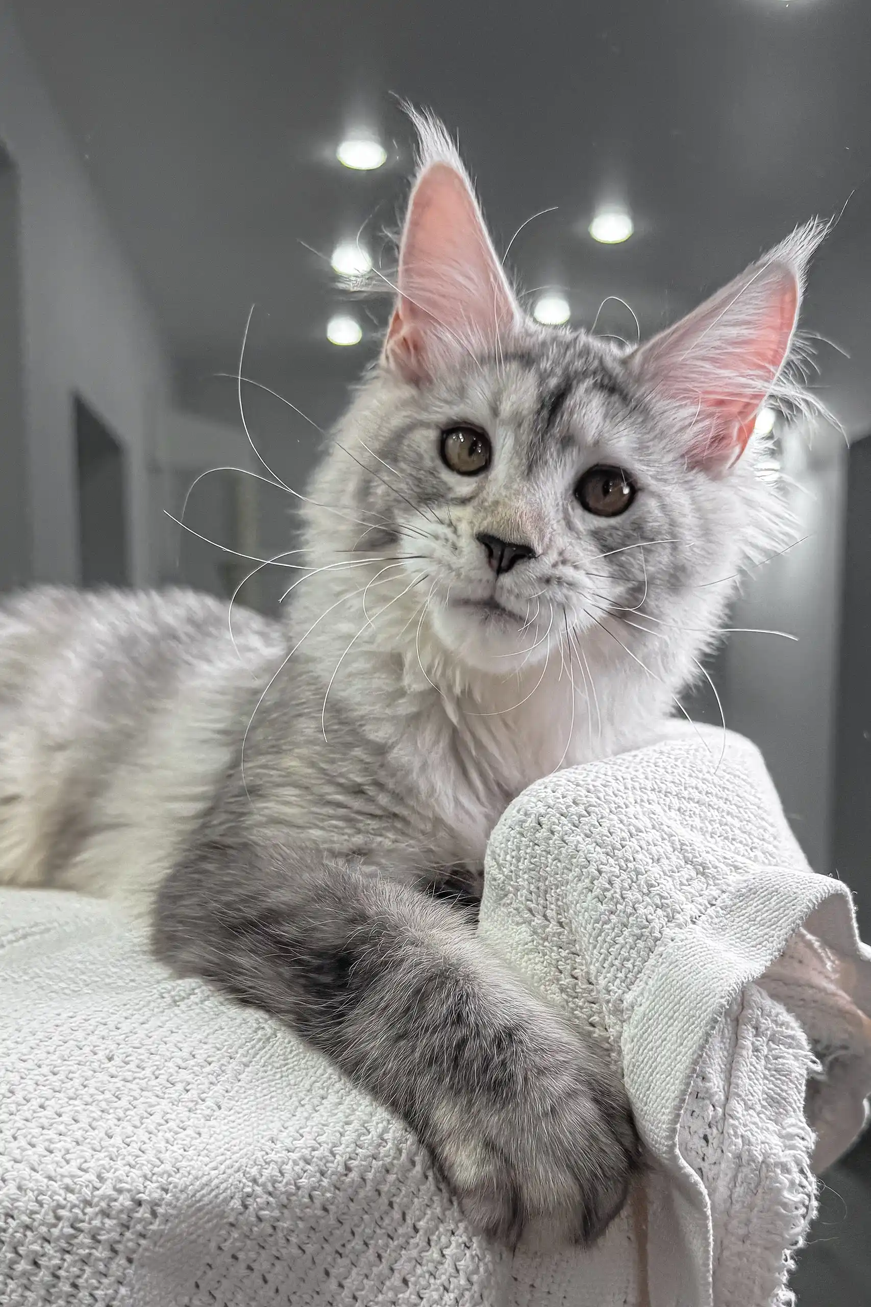 Yagoda | Maine Coon Kitten - Image 3