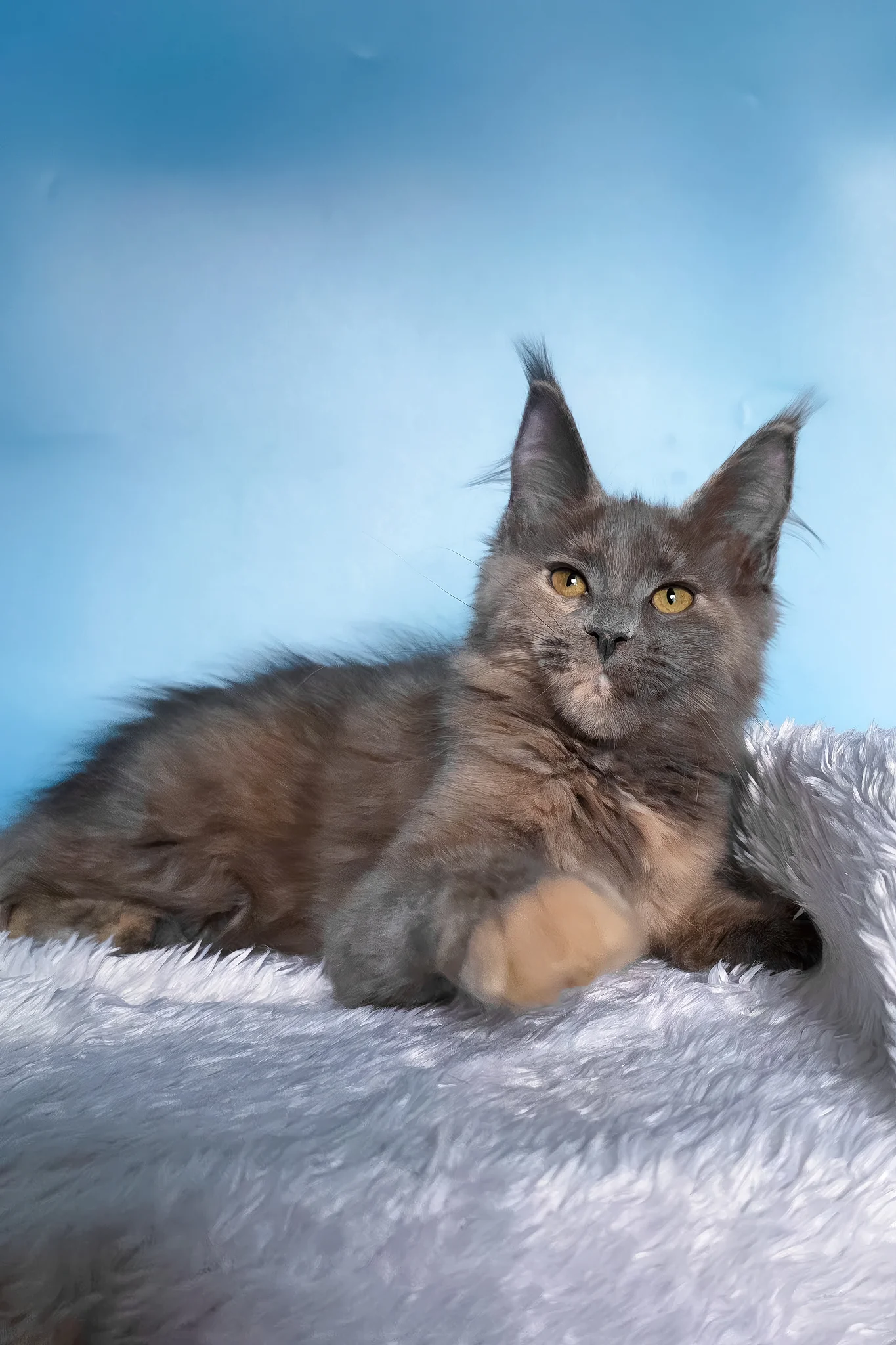 Yanita | Maine Coon Kitten - Image 5