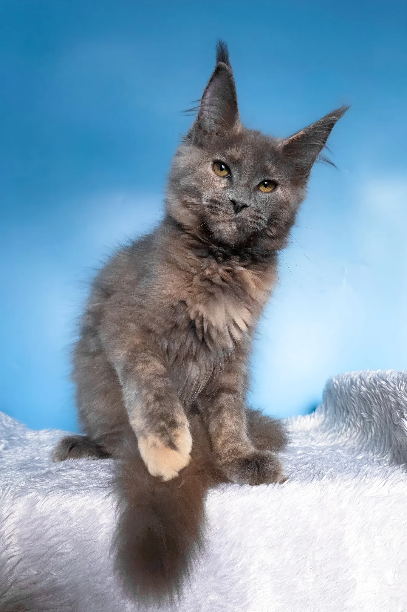 Yanita | Maine Coon Kitten - Image 6