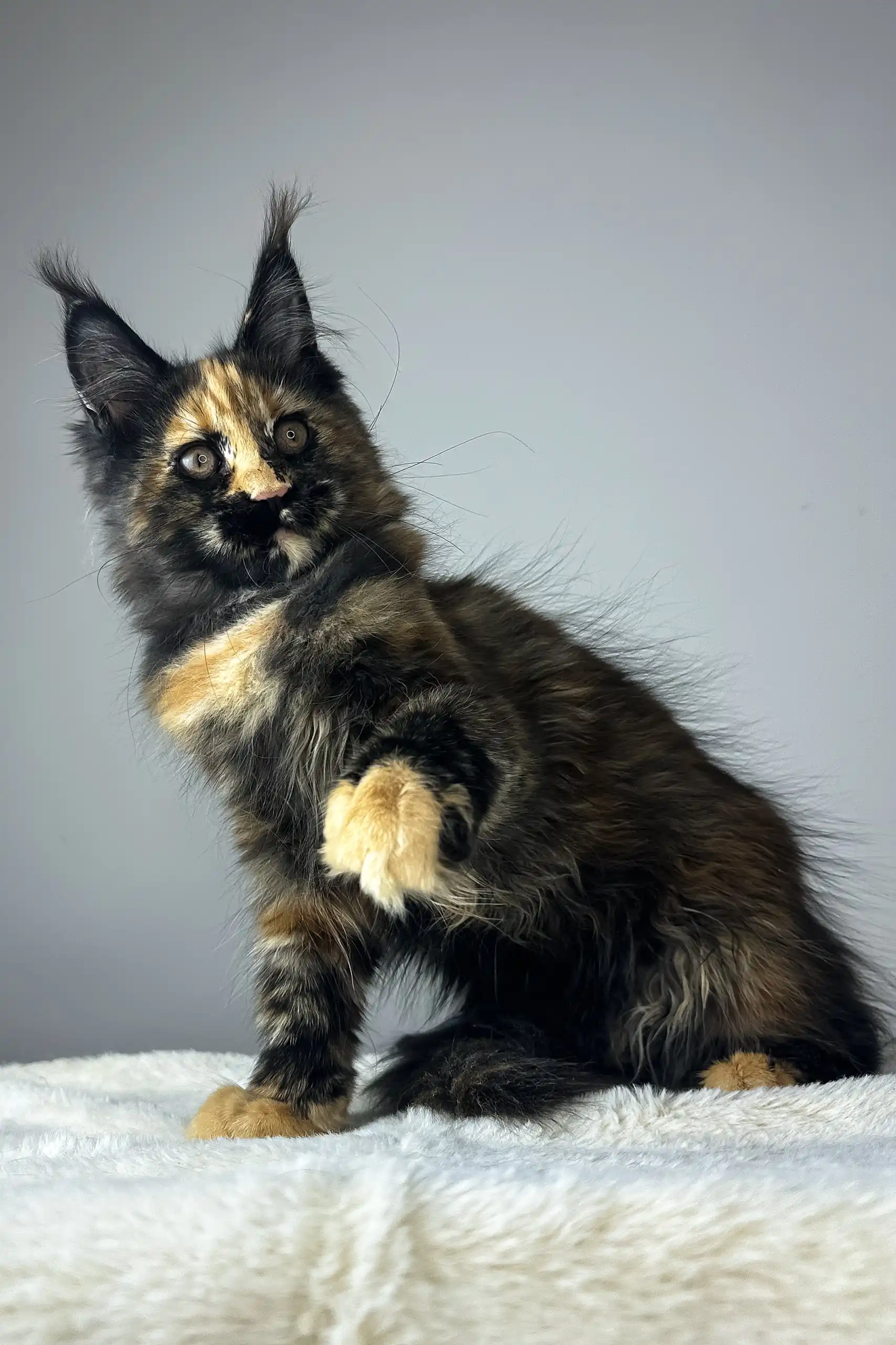 Yara | Maine Coon Kitten - Image 4