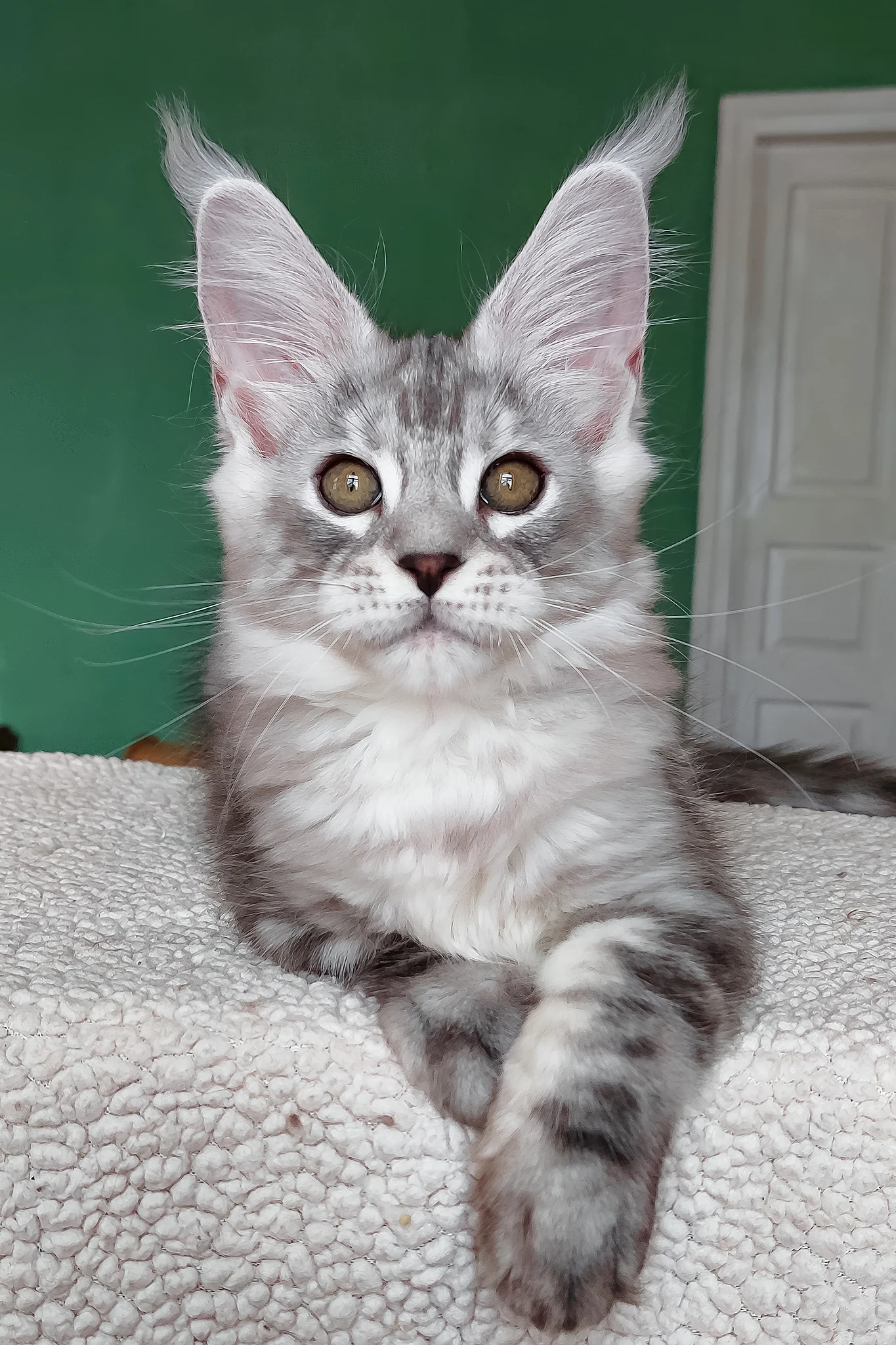 Yoli | Maine Coon Kitten - Image 3