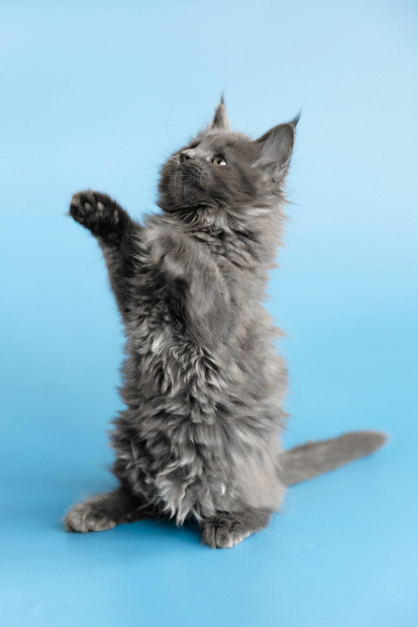 Yvette | Maine Coon Kitten - Image 5
