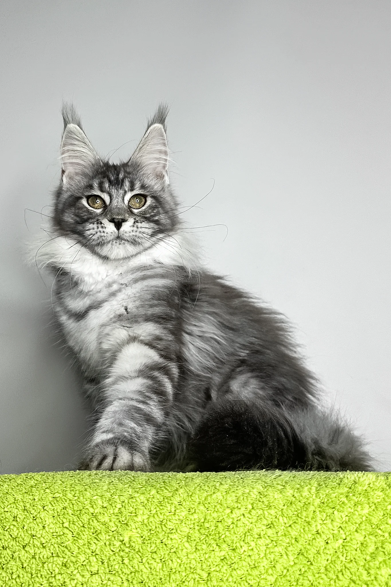 Yvonne | Maine Coon Kitten - Image 5