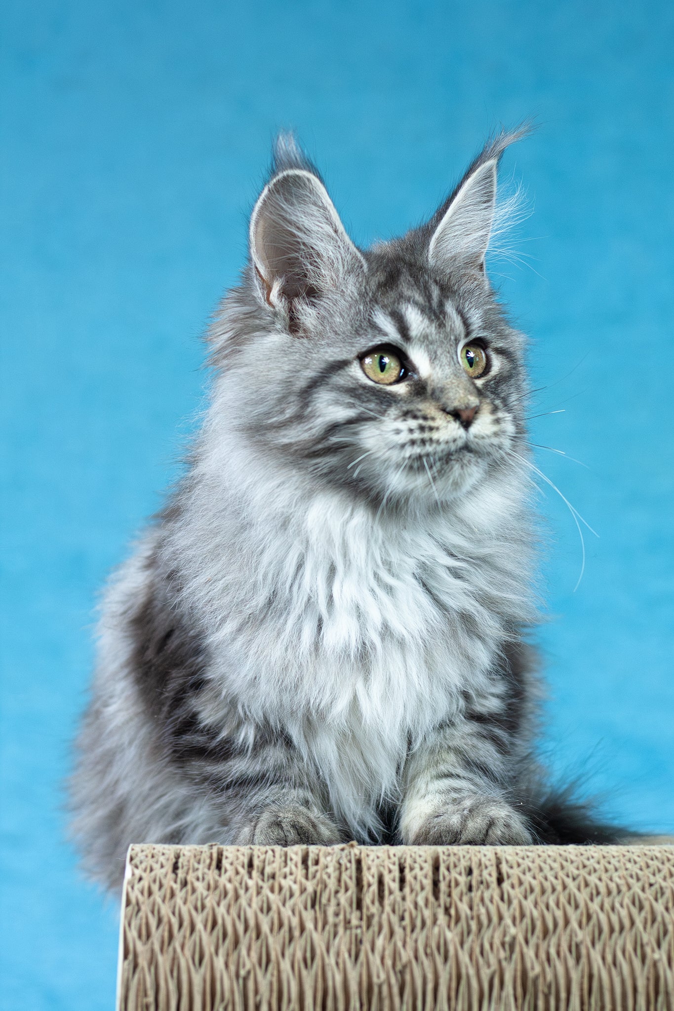 Yvonne | Maine Coon Kitten - Image 4