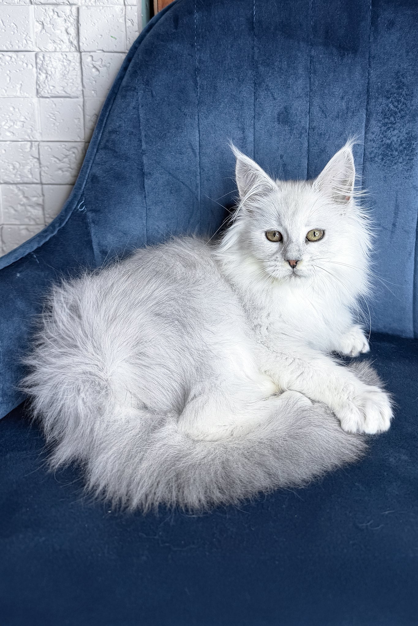 Zaria | Maine Coon Kitten - Image 3