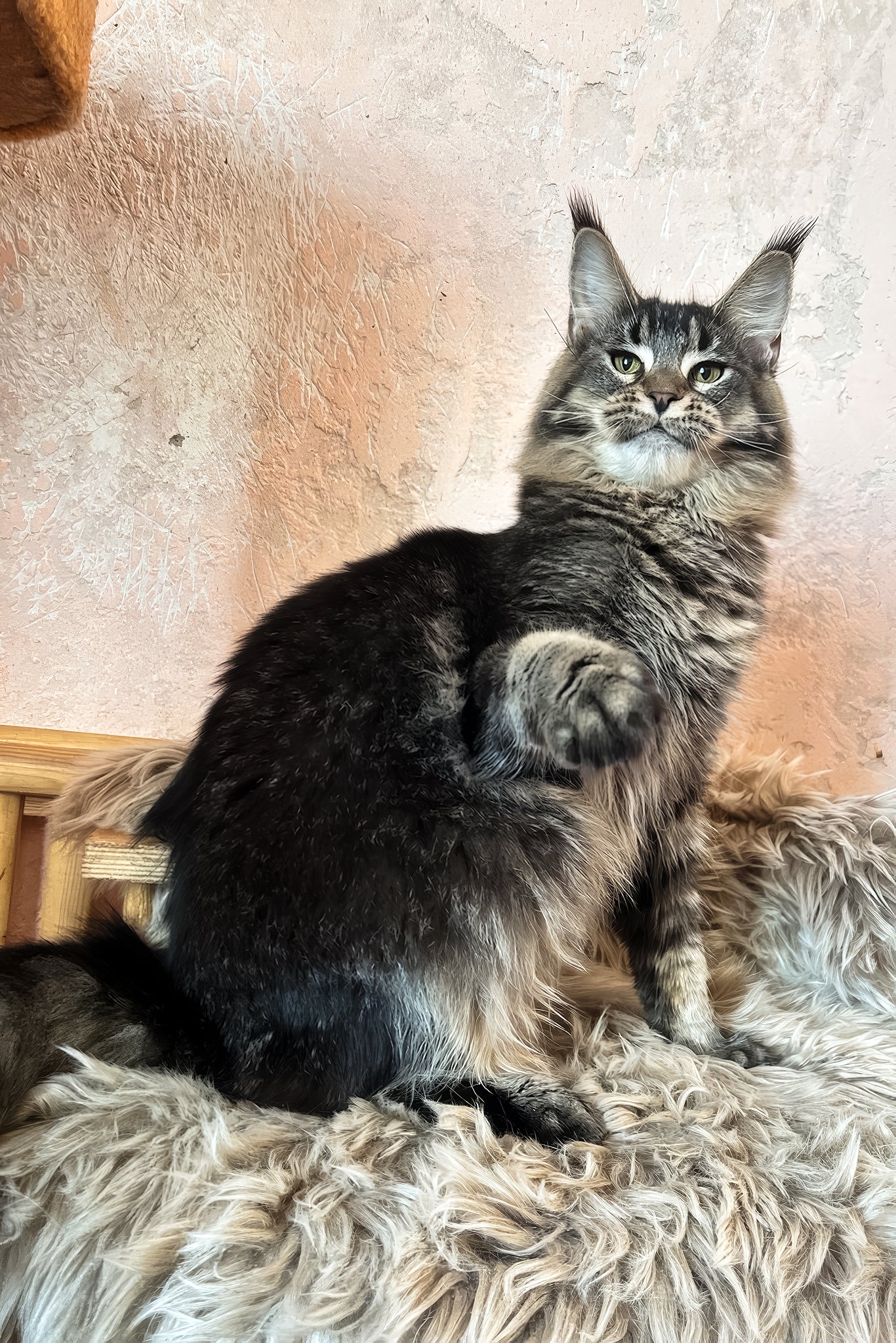 Zelma | Maine Coon Kitten - Image 2