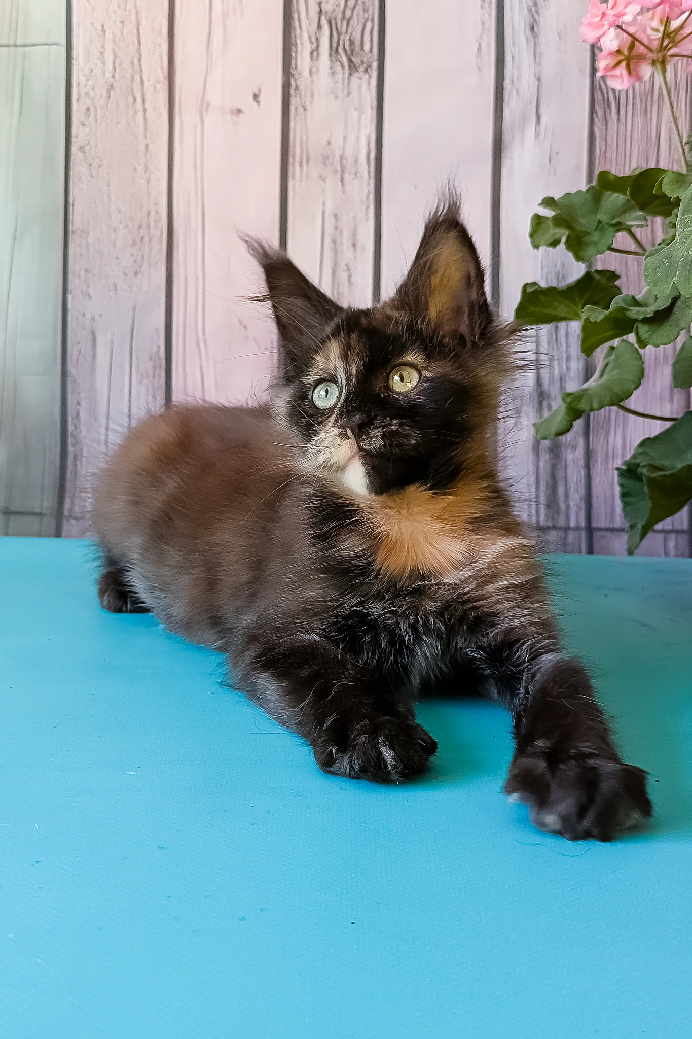 Zeta | Maine Coon Kitten - Image 2