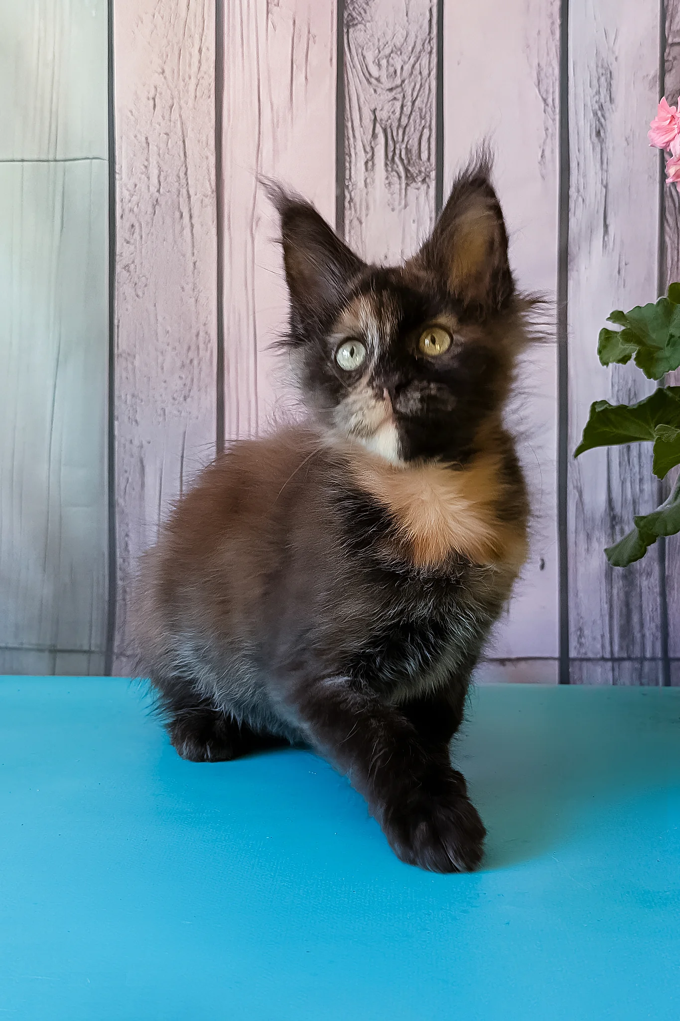 Zeta | Maine Coon Kitten - Image 5