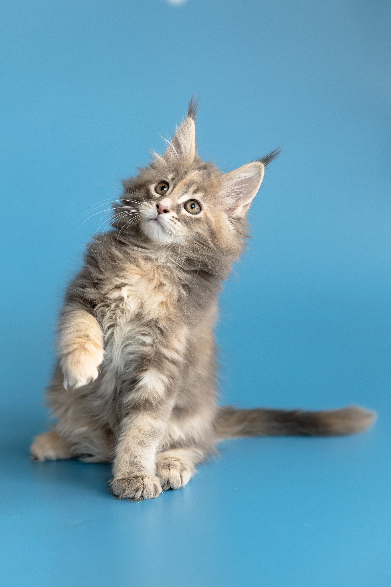 Zoe | Maine Coon Kitten - Image 3