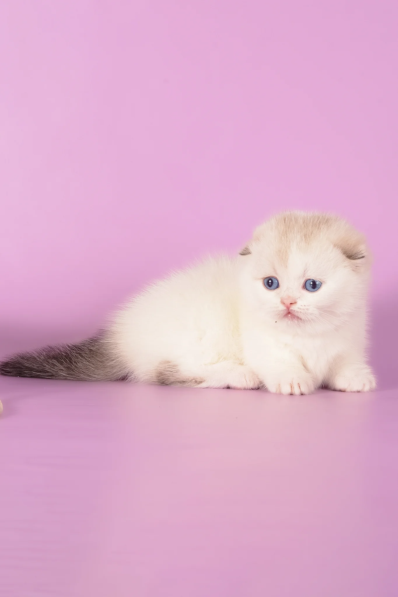Vanilla | Munchkin Fold Kitten - Image 6