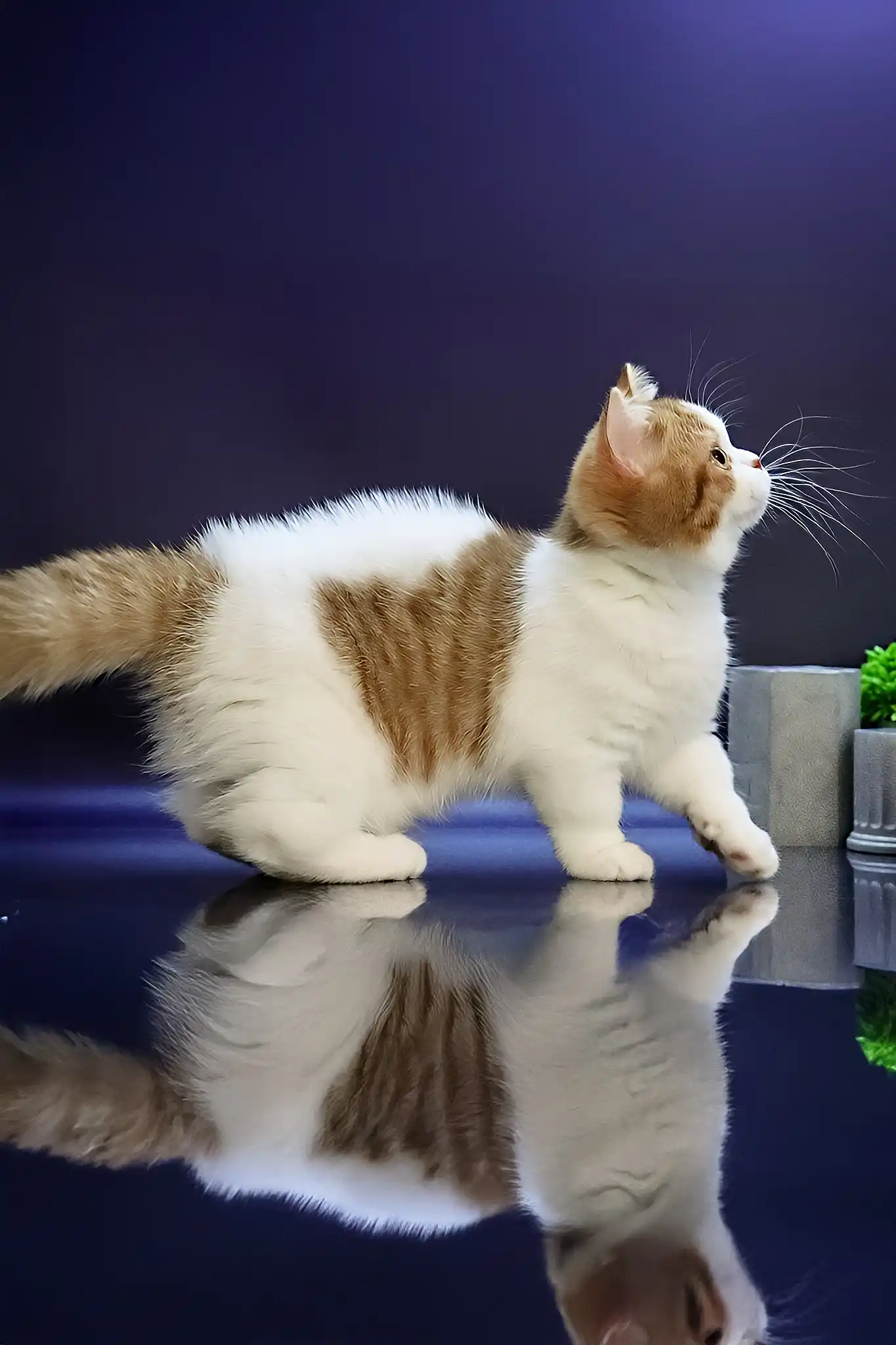 Chelsey | Munchkin Kitten - Image 7
