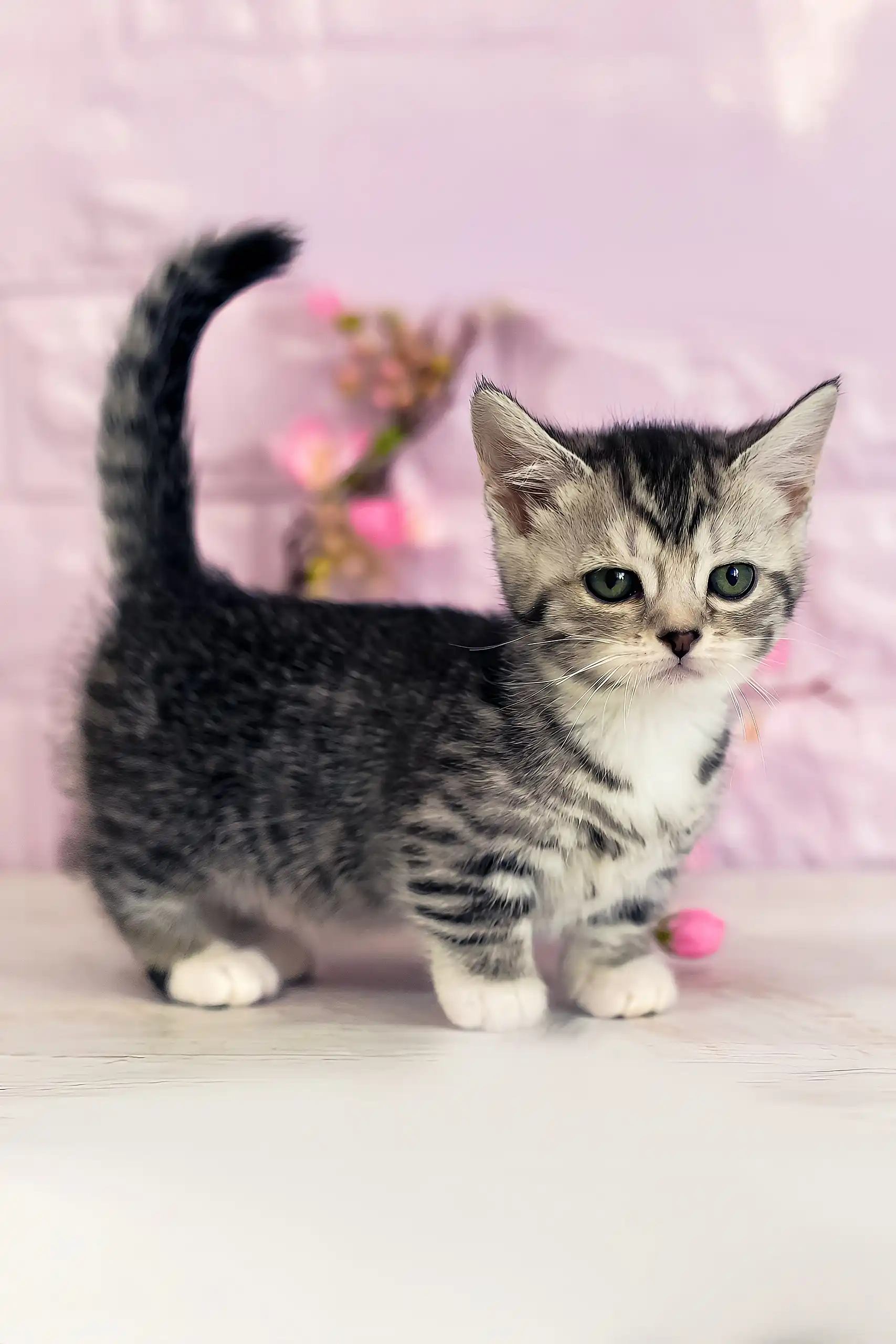 Janet | Munchkin Kitten - Image 2