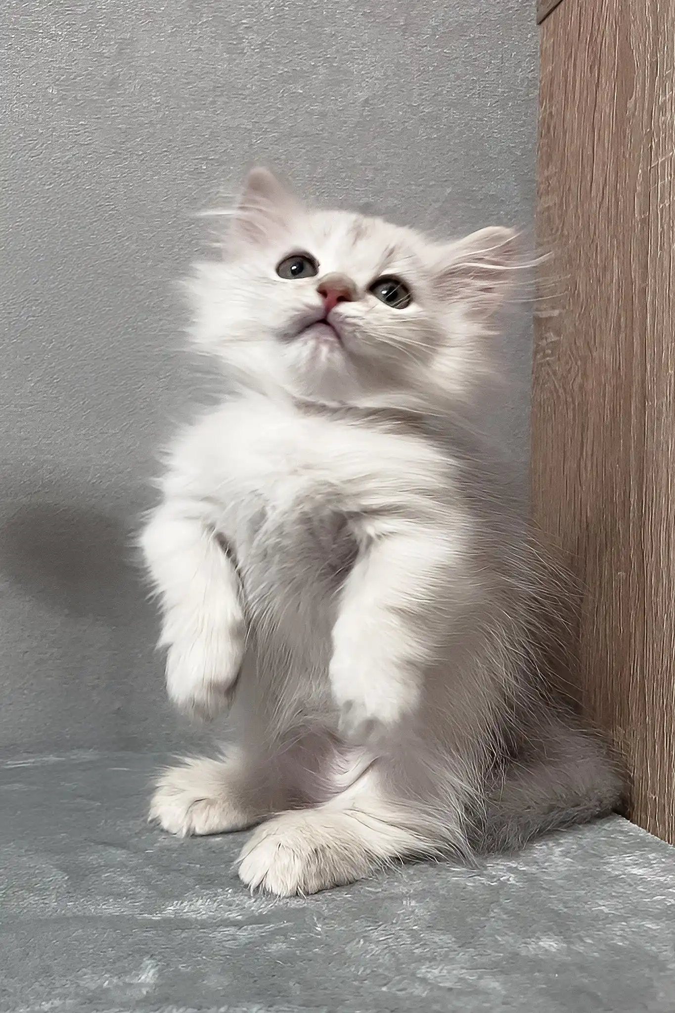 Kizune | Munchkin Kitten - Image 3
